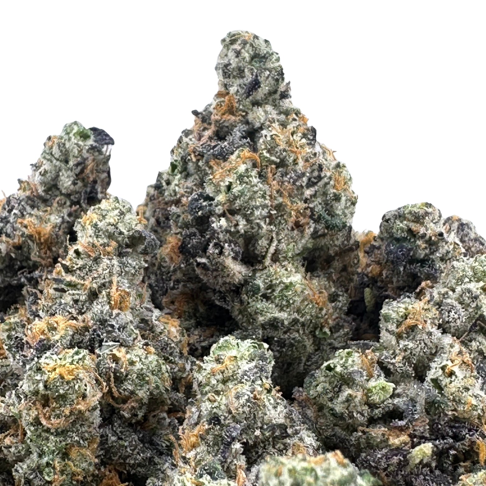 White Rhino