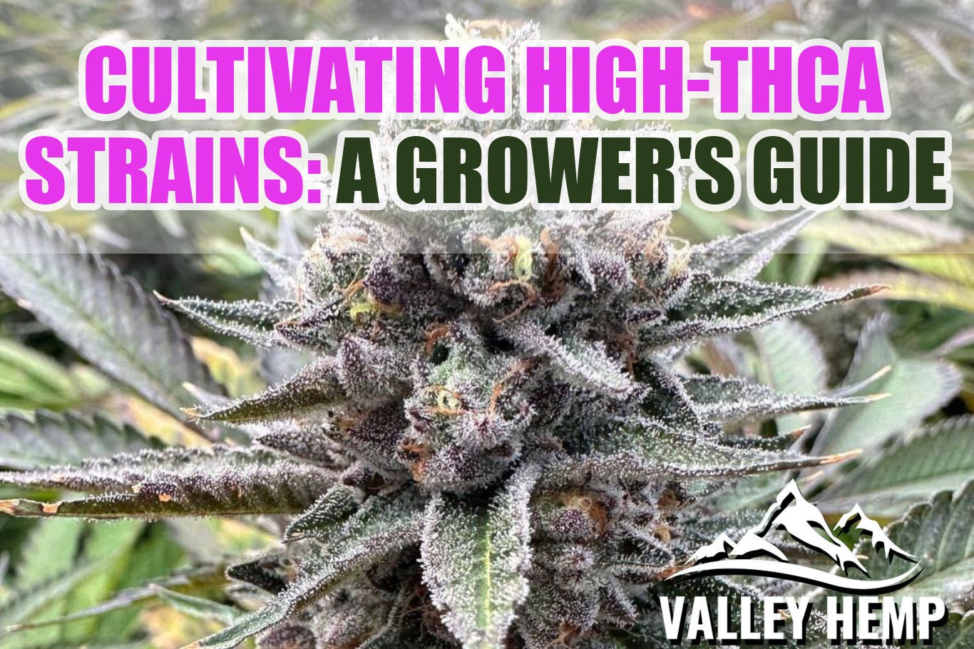 Cultivating High-THCa Strains: A Grower's Guide - Valley Hemp