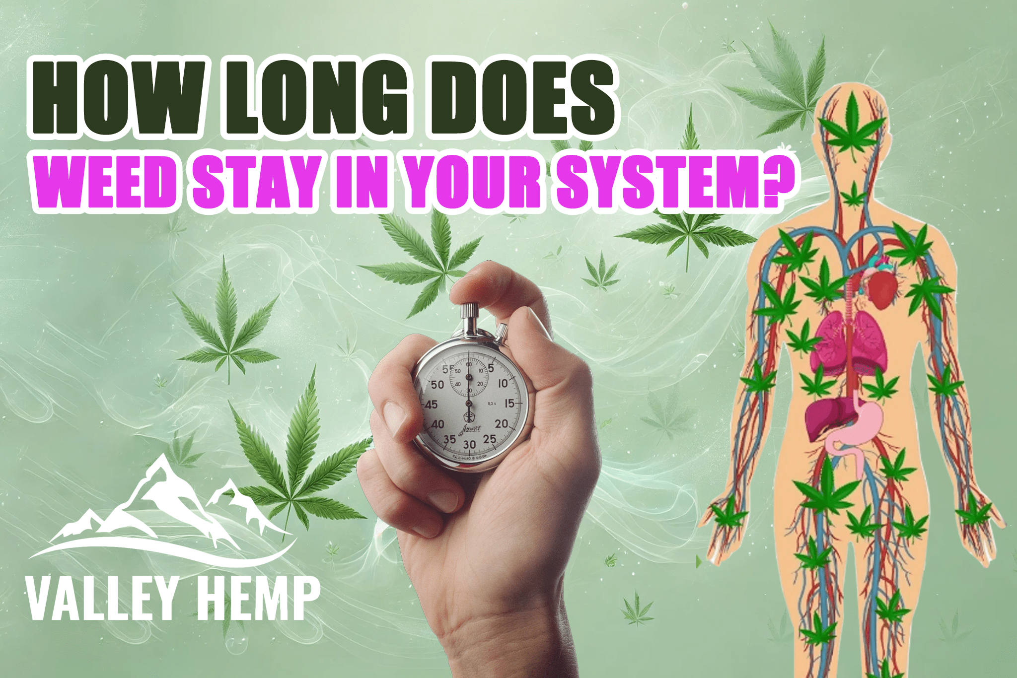 How Long Does Weed Stay In Your System? - Valley Hemp