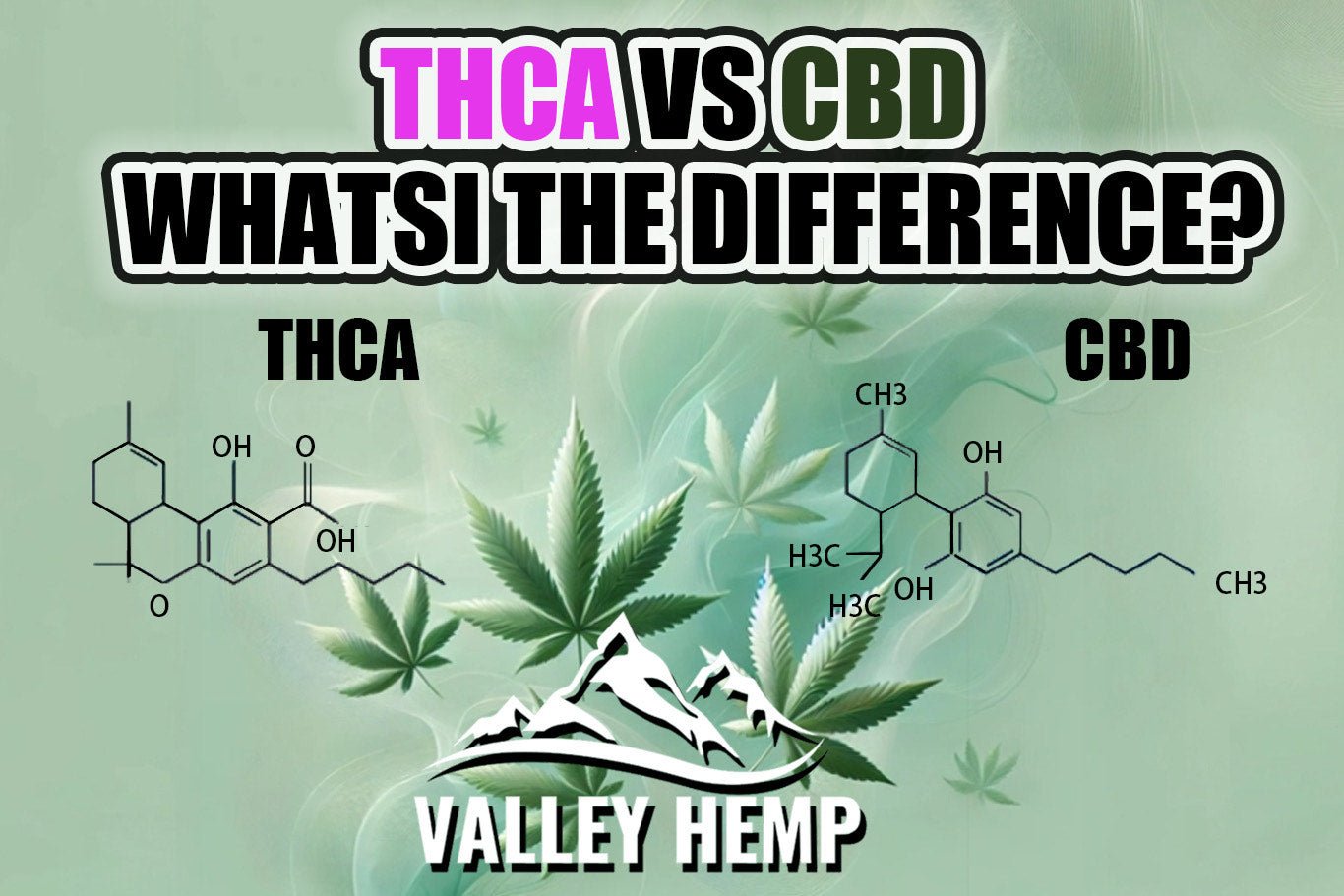 THCA VS CBD | What’s The Difference? - Valley Hemp