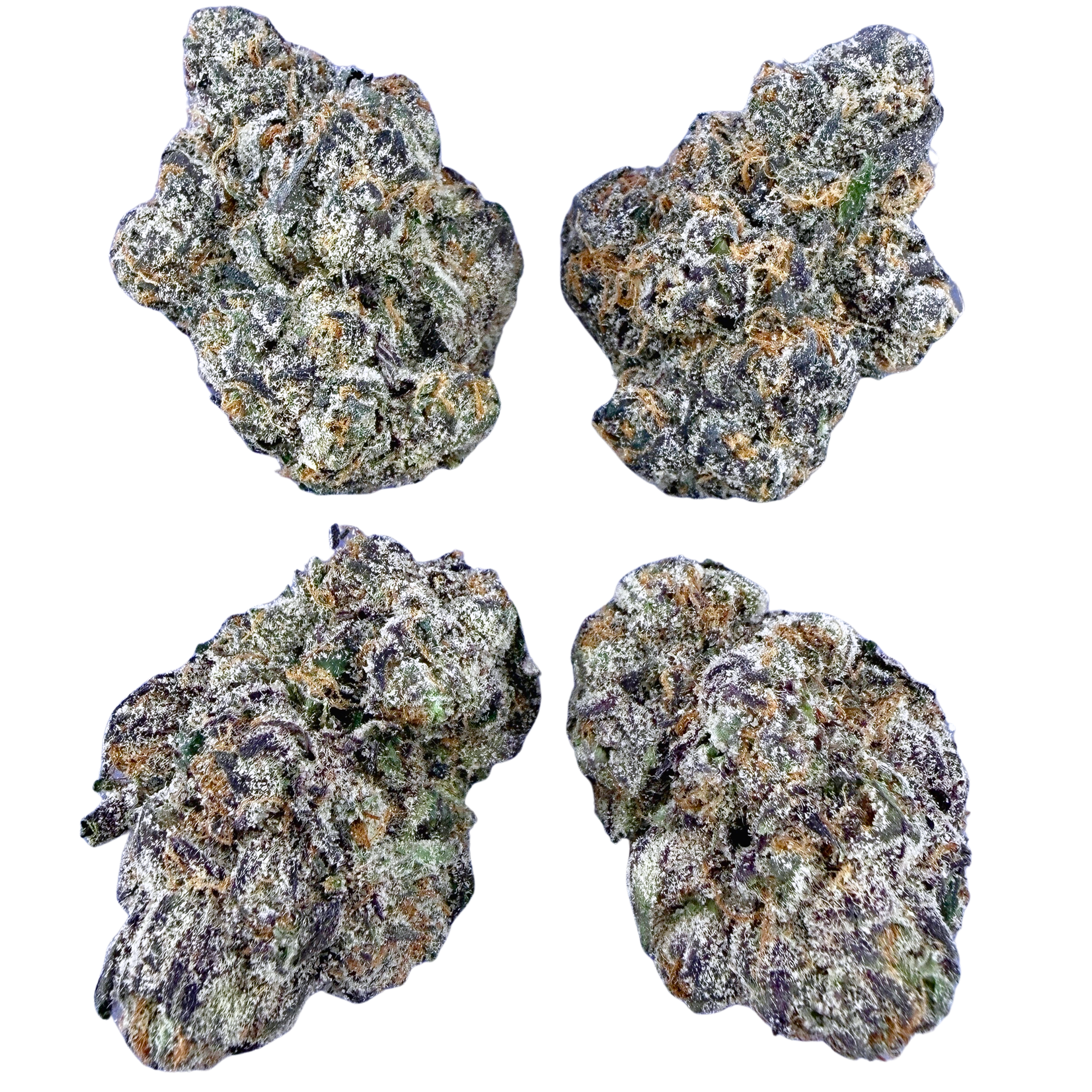Exotic Gruntz (Wholesale)