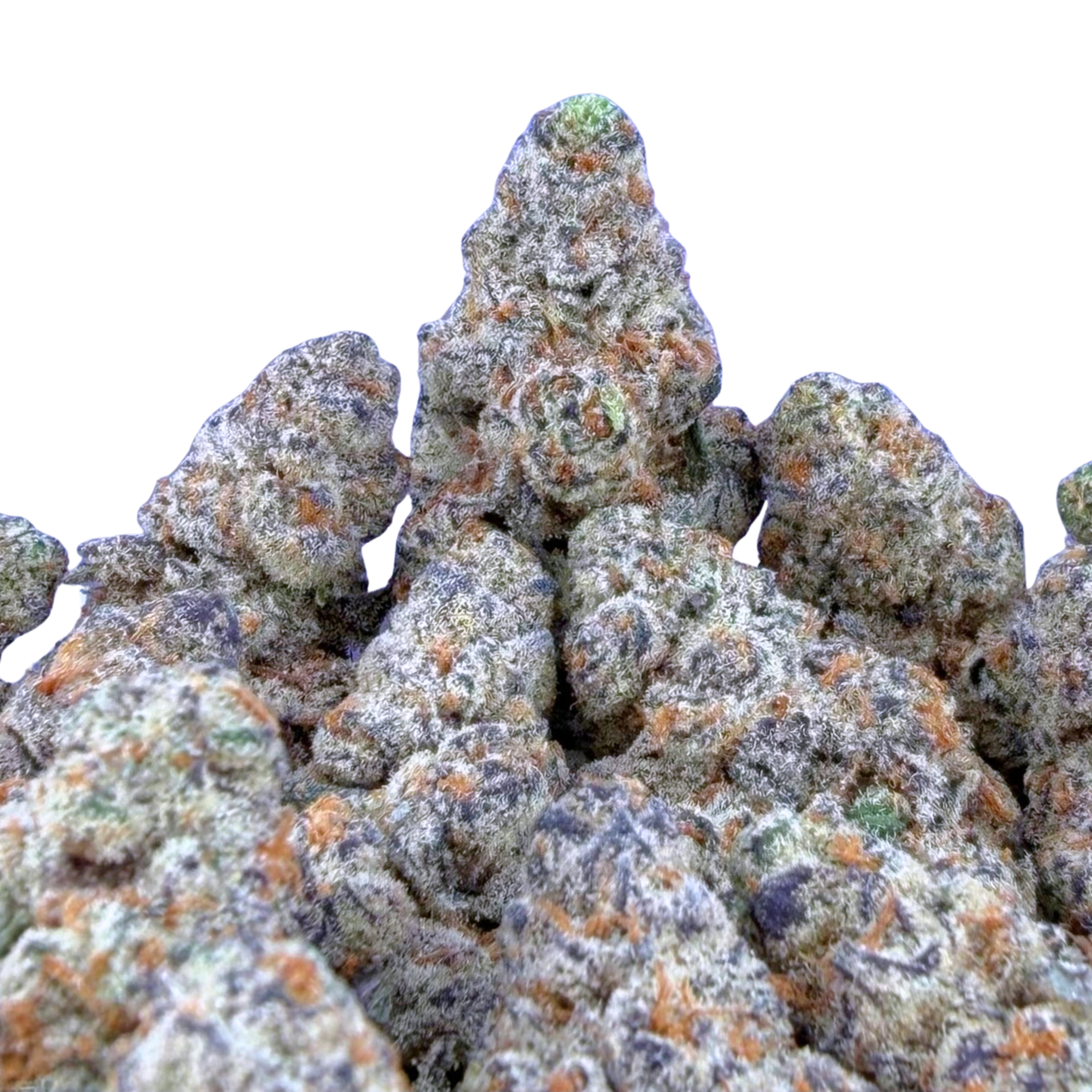 Garllcane (Wholesale)