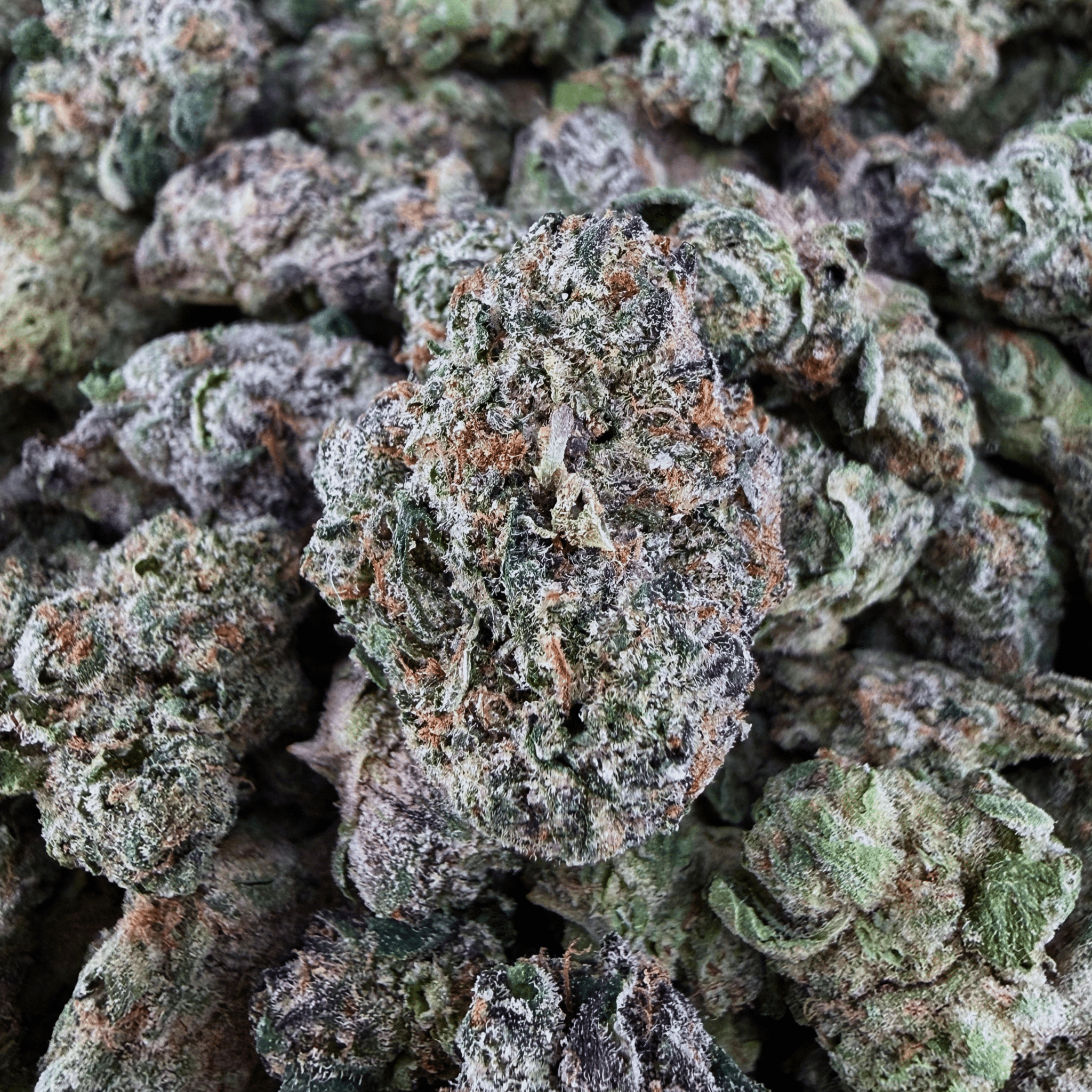 Exotic Black Cherry Gelato THCa Smalls (Wholesale) - Valley Hemp