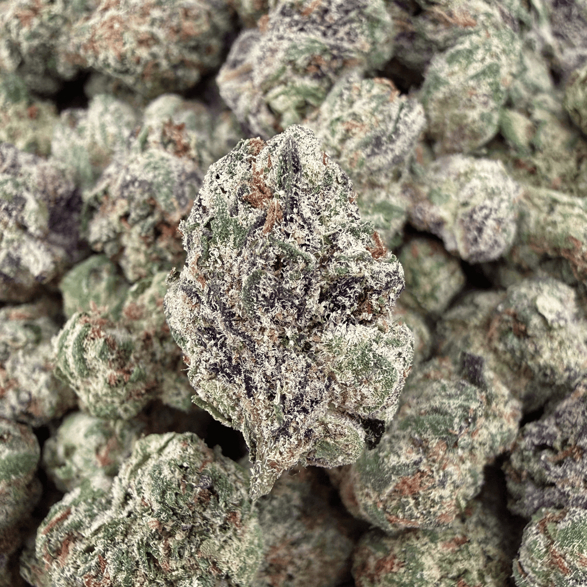 Galaxy Runtz THCa Smalls (Wholesale) - Valley Hemp