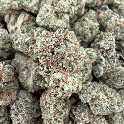 Gelatti THCa Smalls (Wholesale) - Valley Hemp