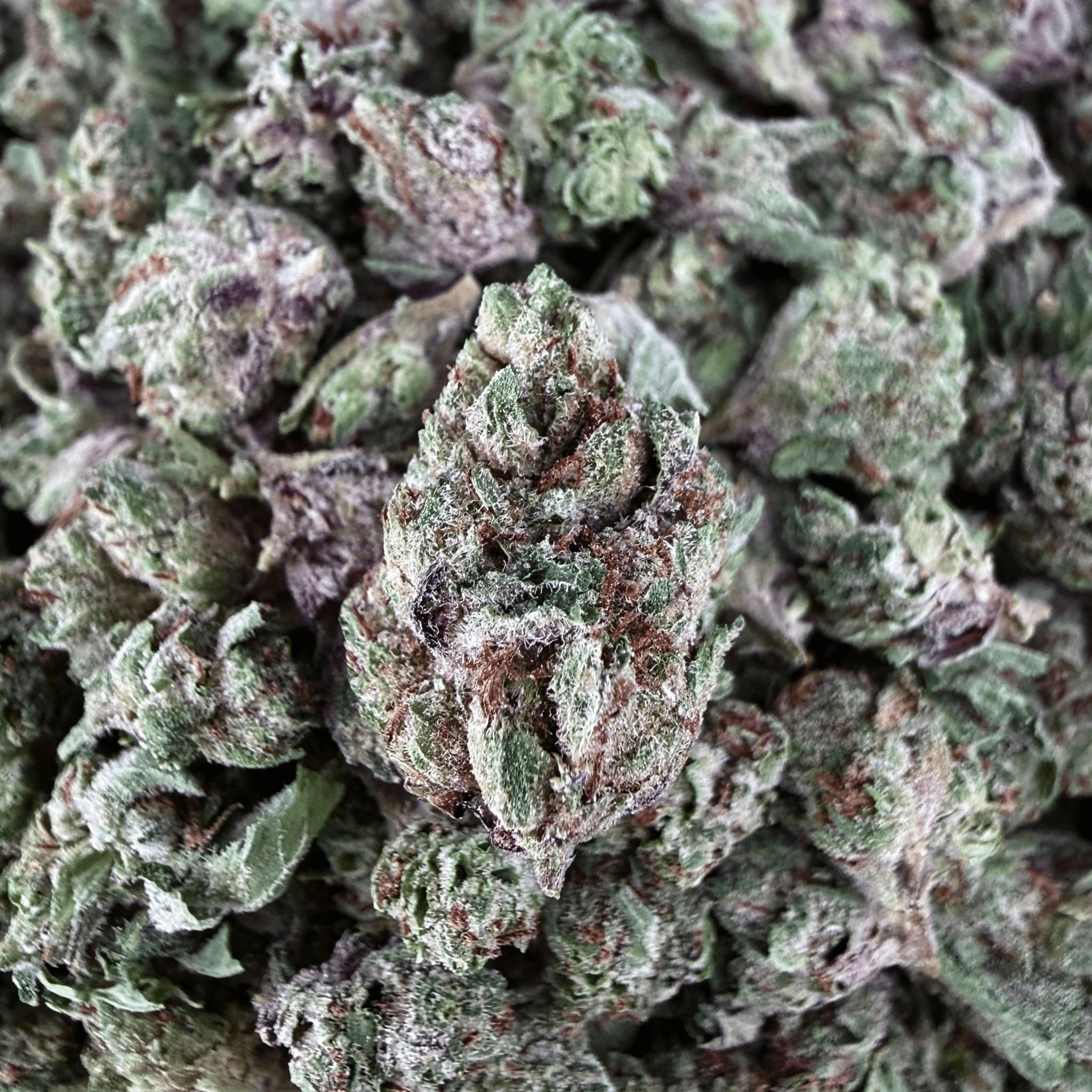 Key Lime Pie THCa Smalls (Wholesale) - Valley Hemp