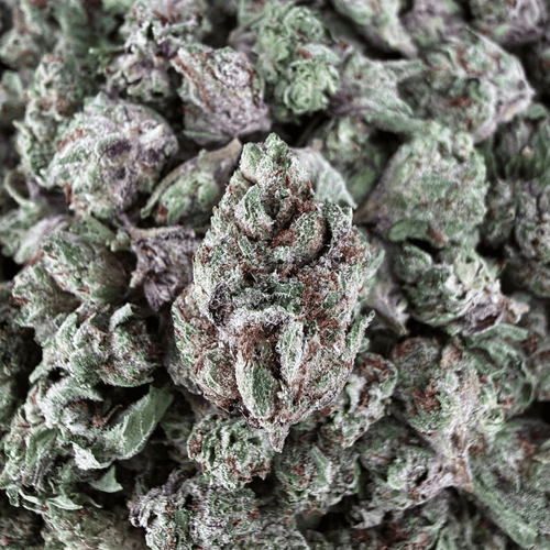 Key Lime Pie THCa Smalls (Wholesale) - Valley Hemp