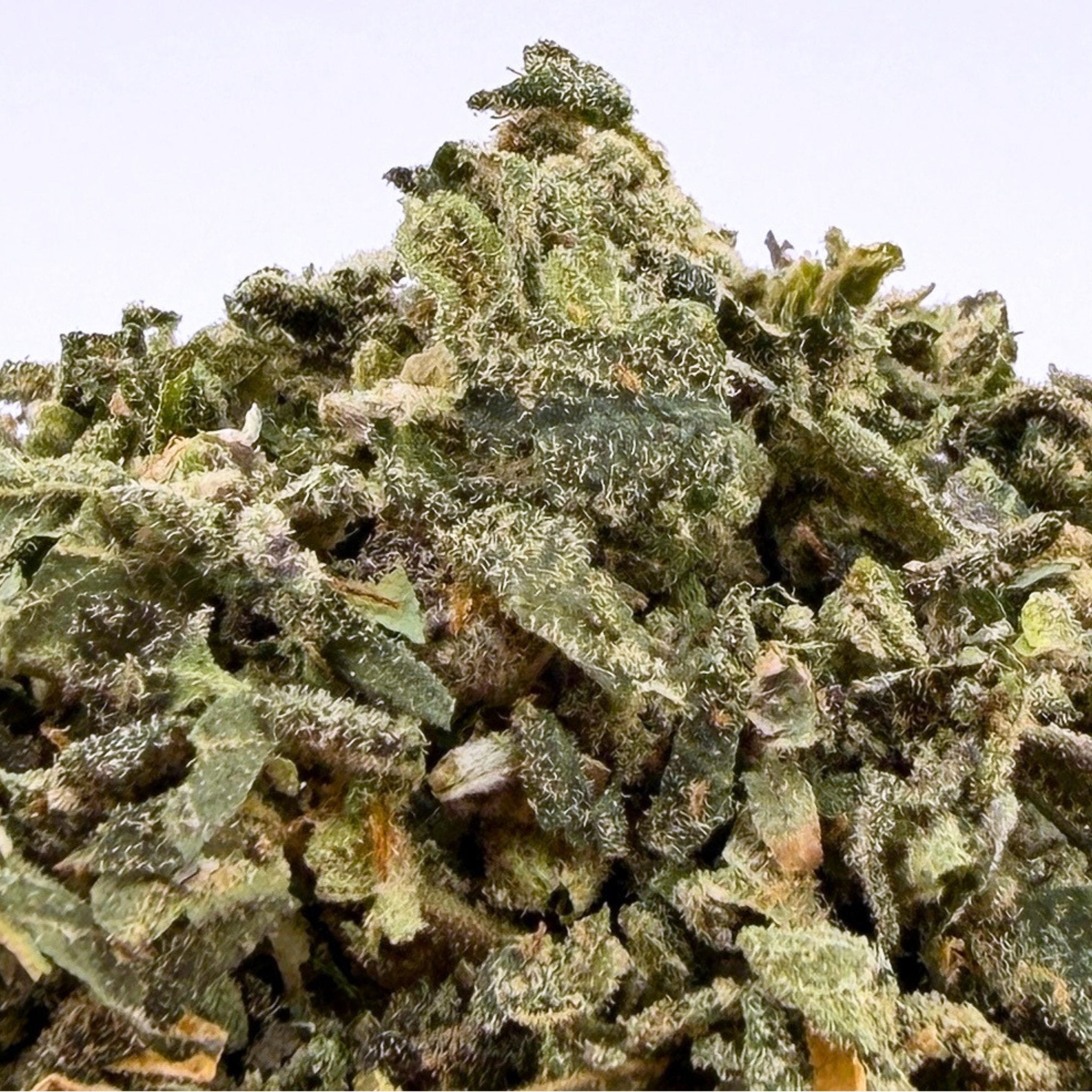 No 1. LA Pop Rock THCa Shake (Wholesale) - Valley Hemp