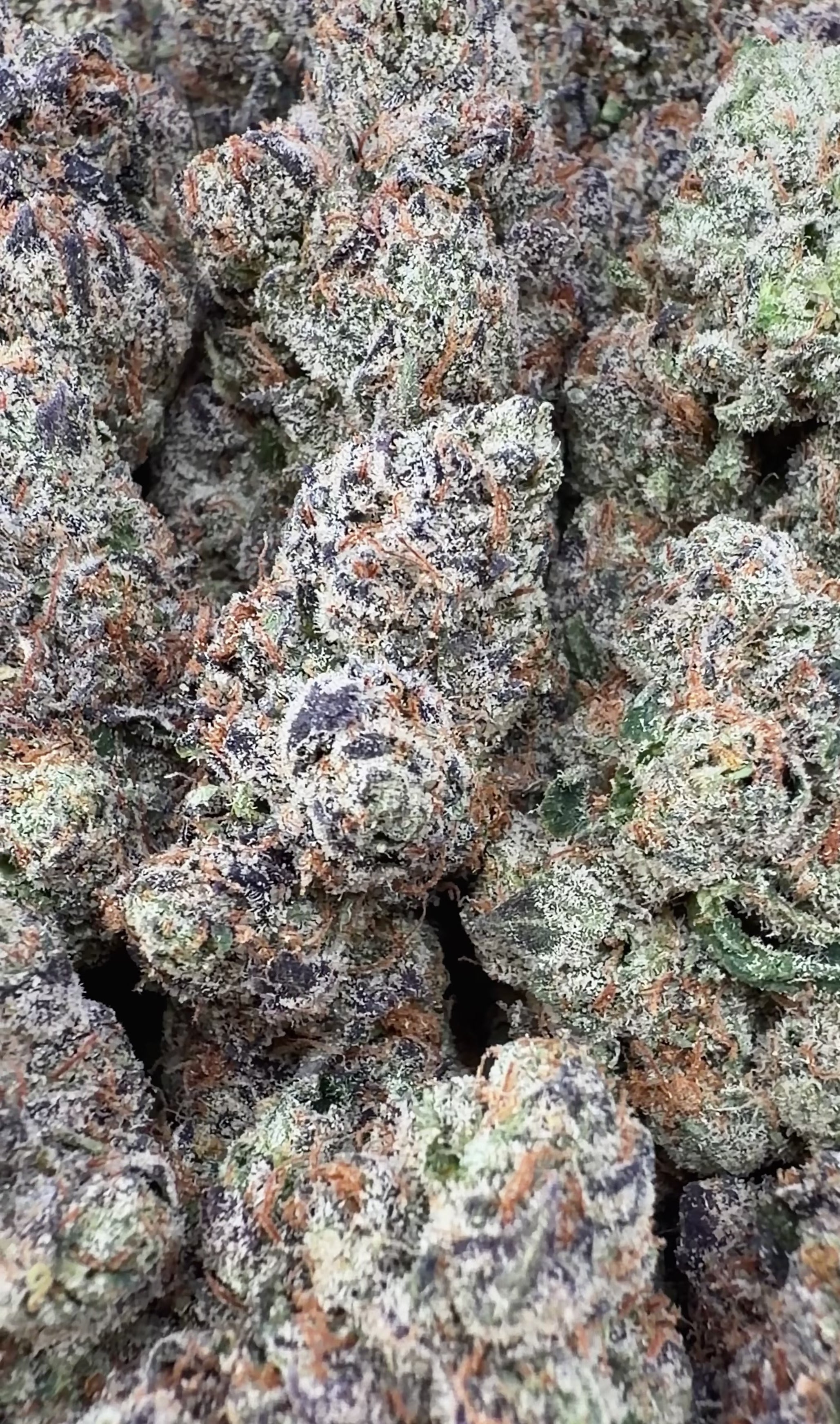 BOGO Bulk: Buy HP get QP🌿Exotic Black Cherry Gelato