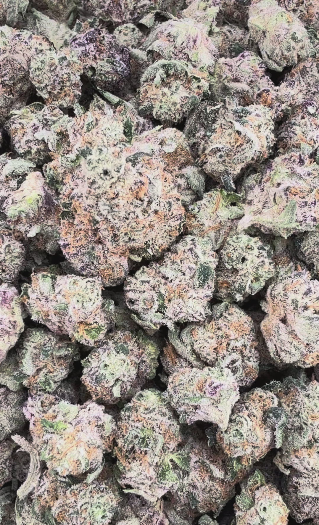 Amaretto Mintz THCa Exotic Smalls