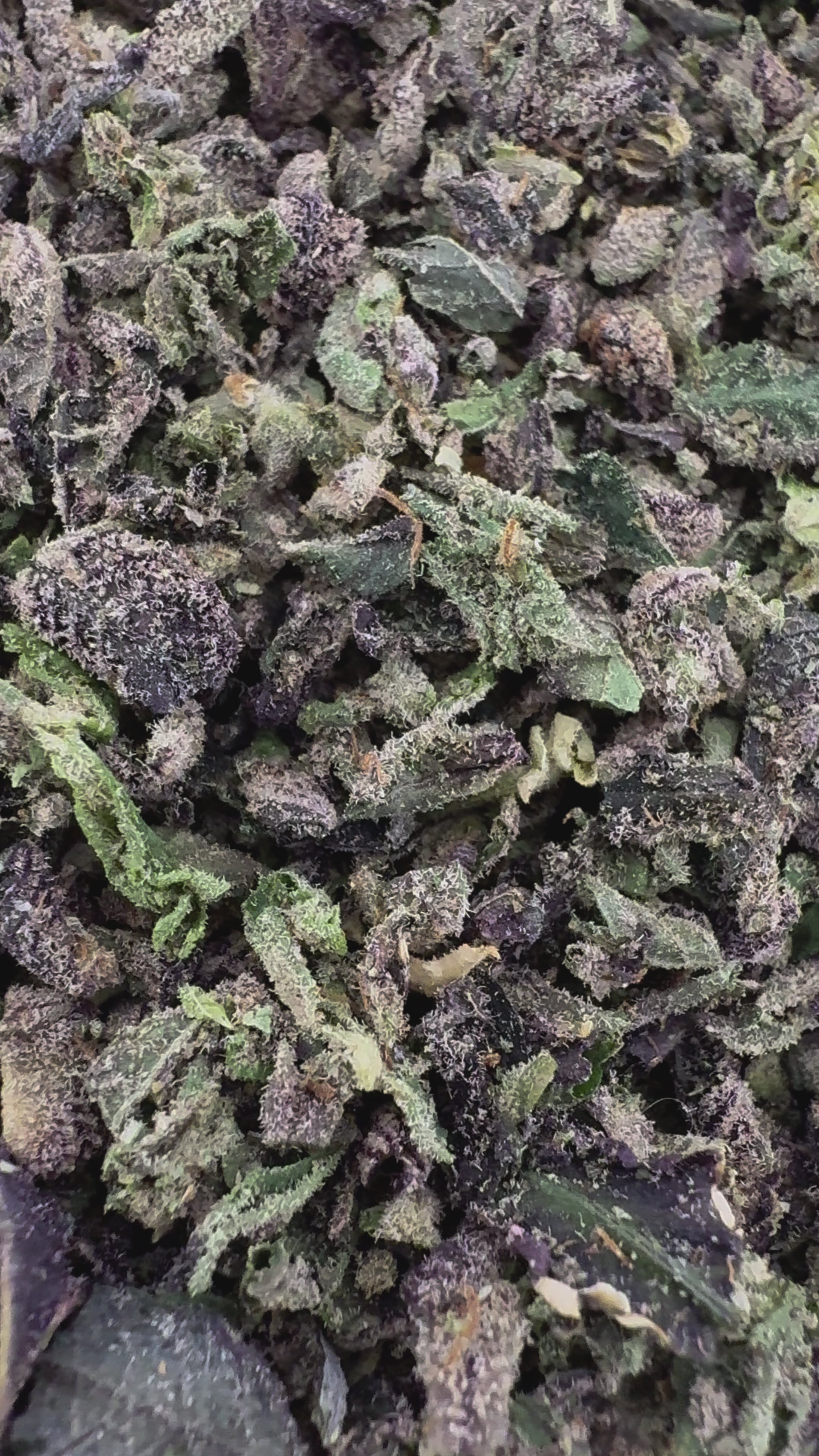 No 5. Sherbet THCa Shake