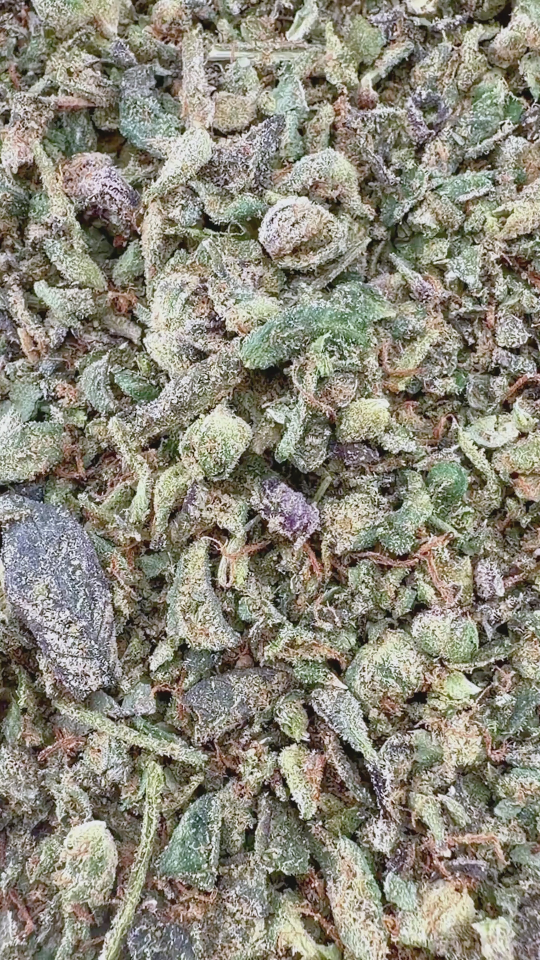 No4 New. Gelato 45 THCa Shake