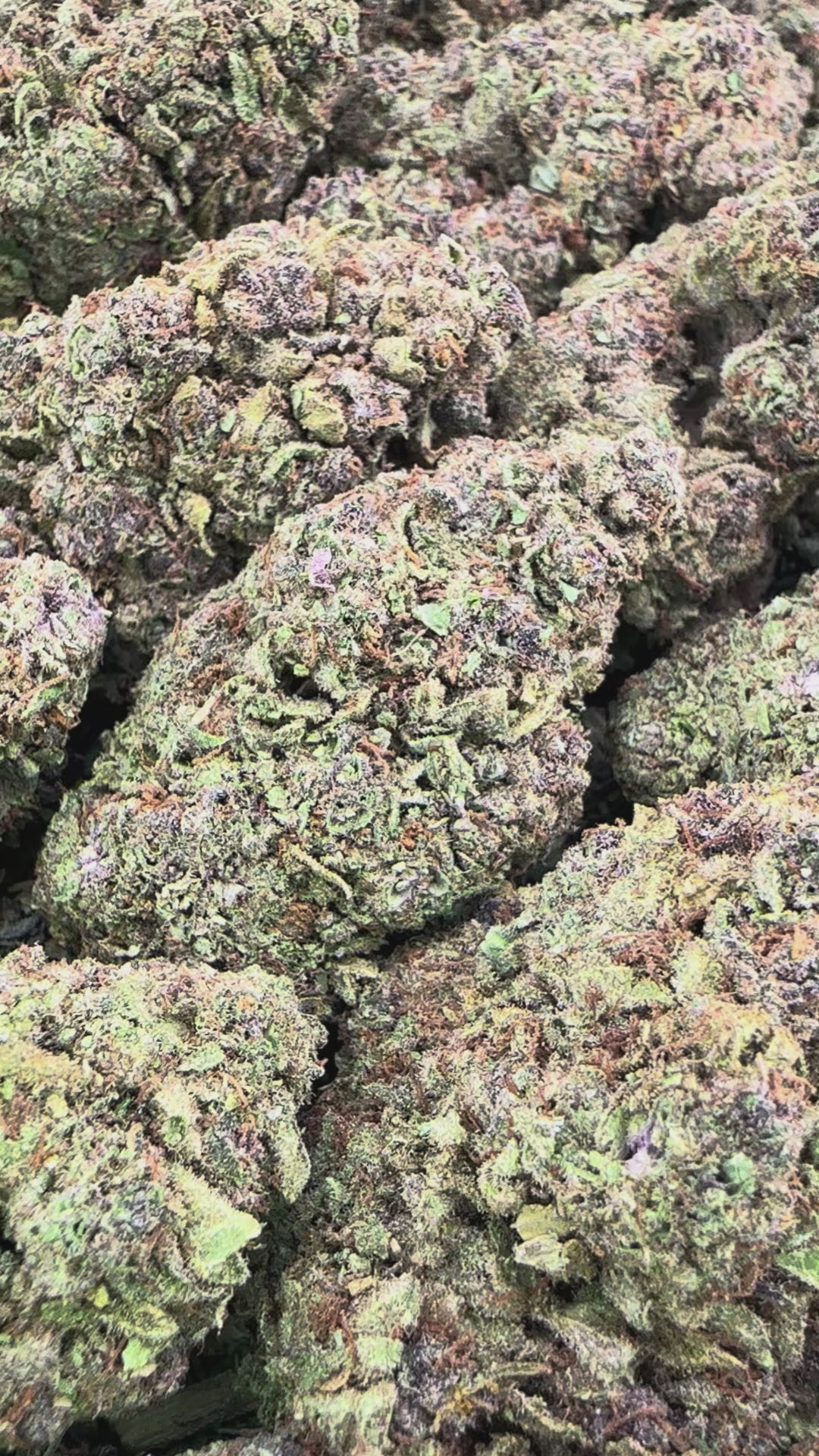 Amaretto Mintz - THCa Valley