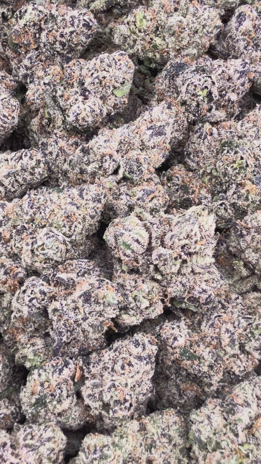Starburst ( Wholesale )