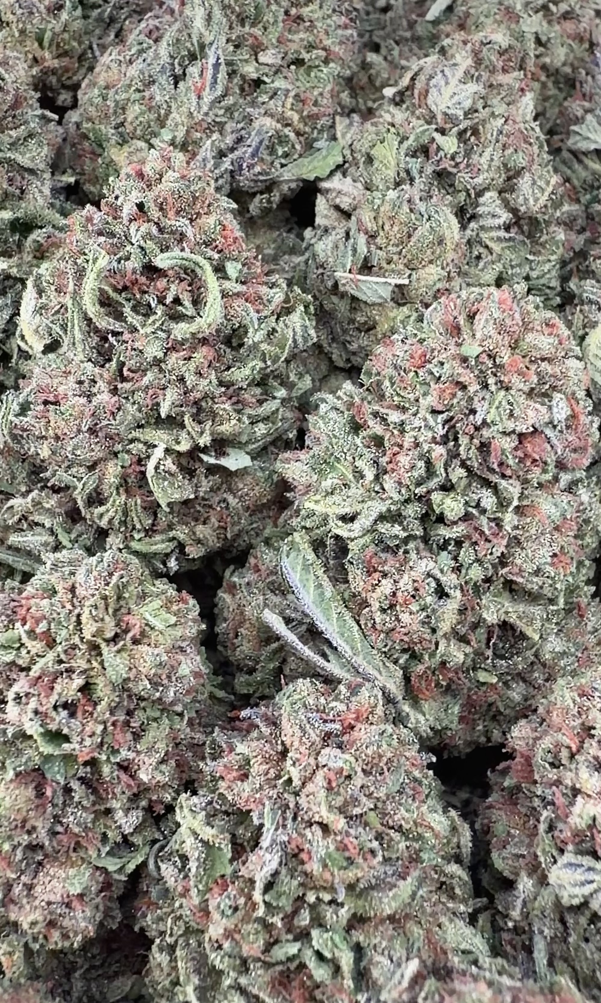 BoGo Bulk $300 : QP get QP- Godfather OG