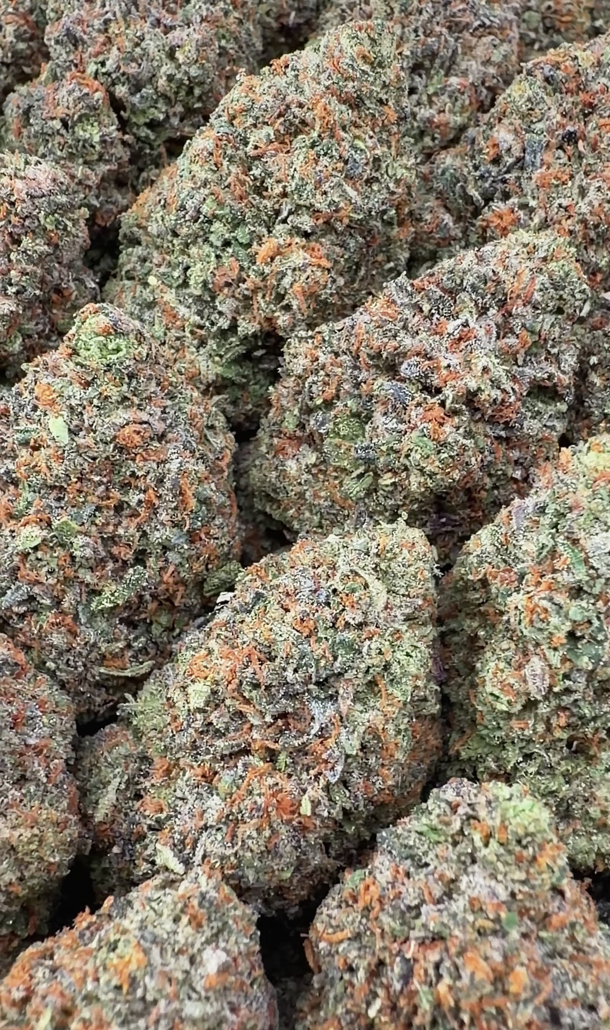Gelato 41
