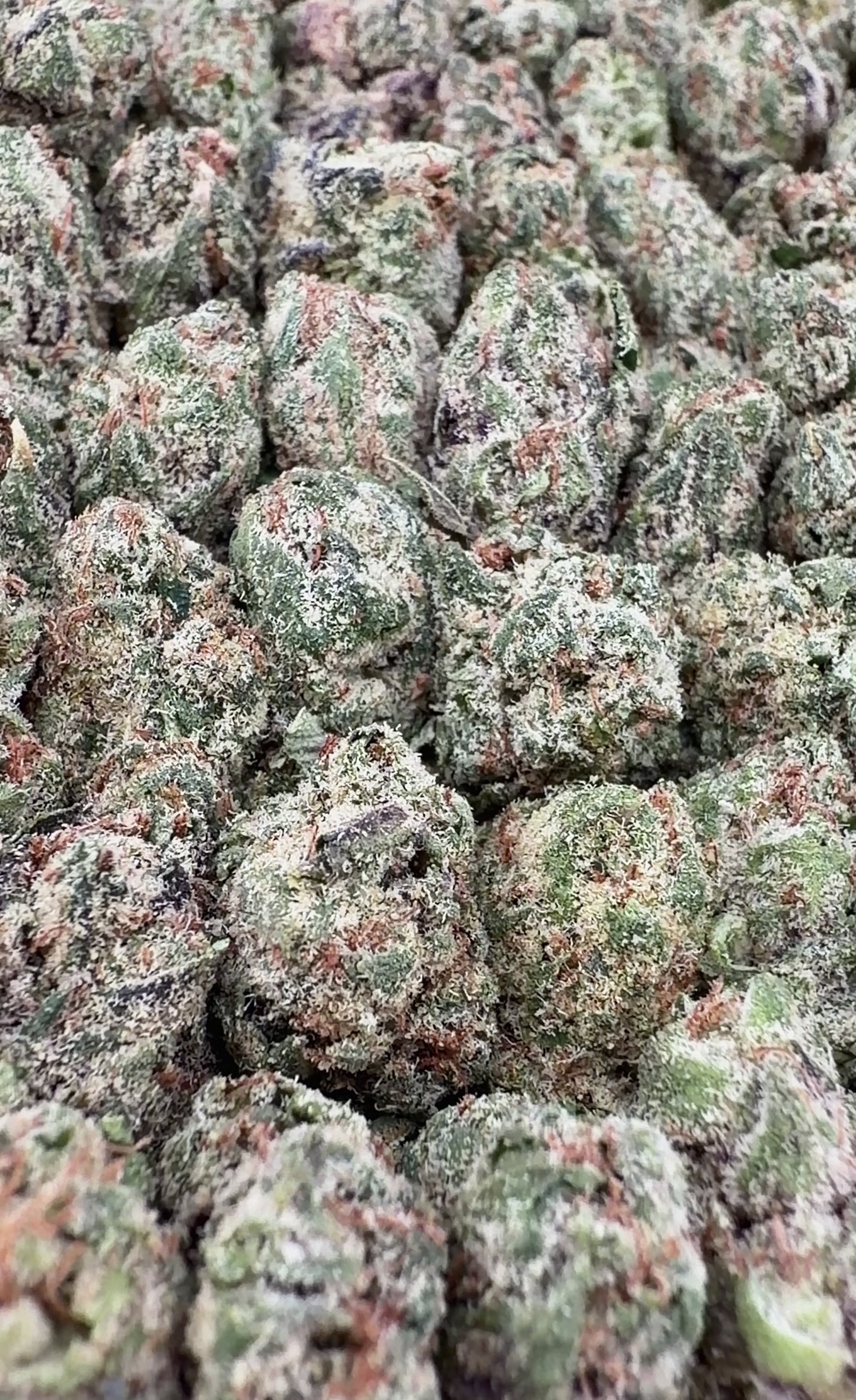 Galaxy Runtz THCa Smalls
