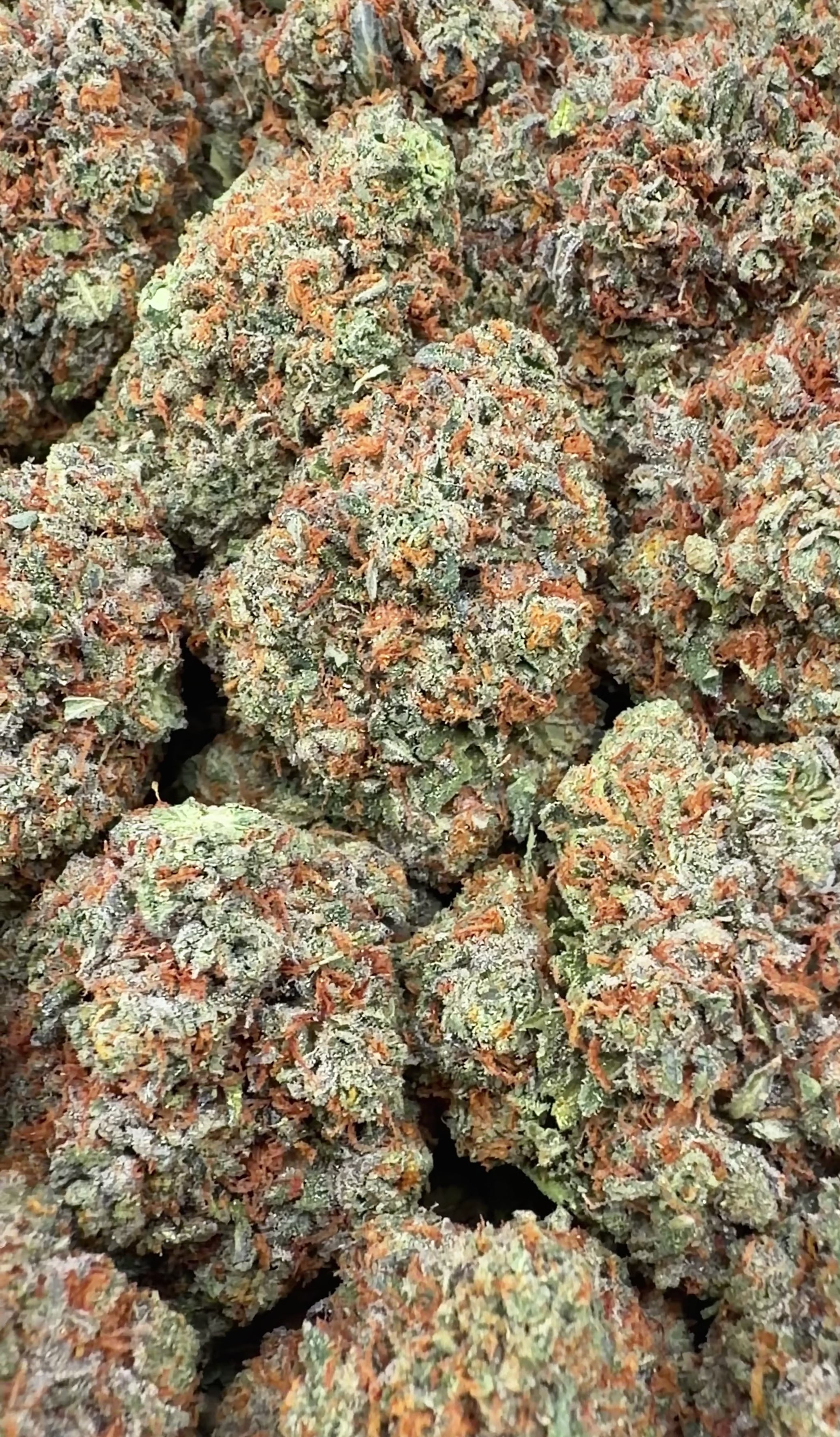 Bacio Gelato