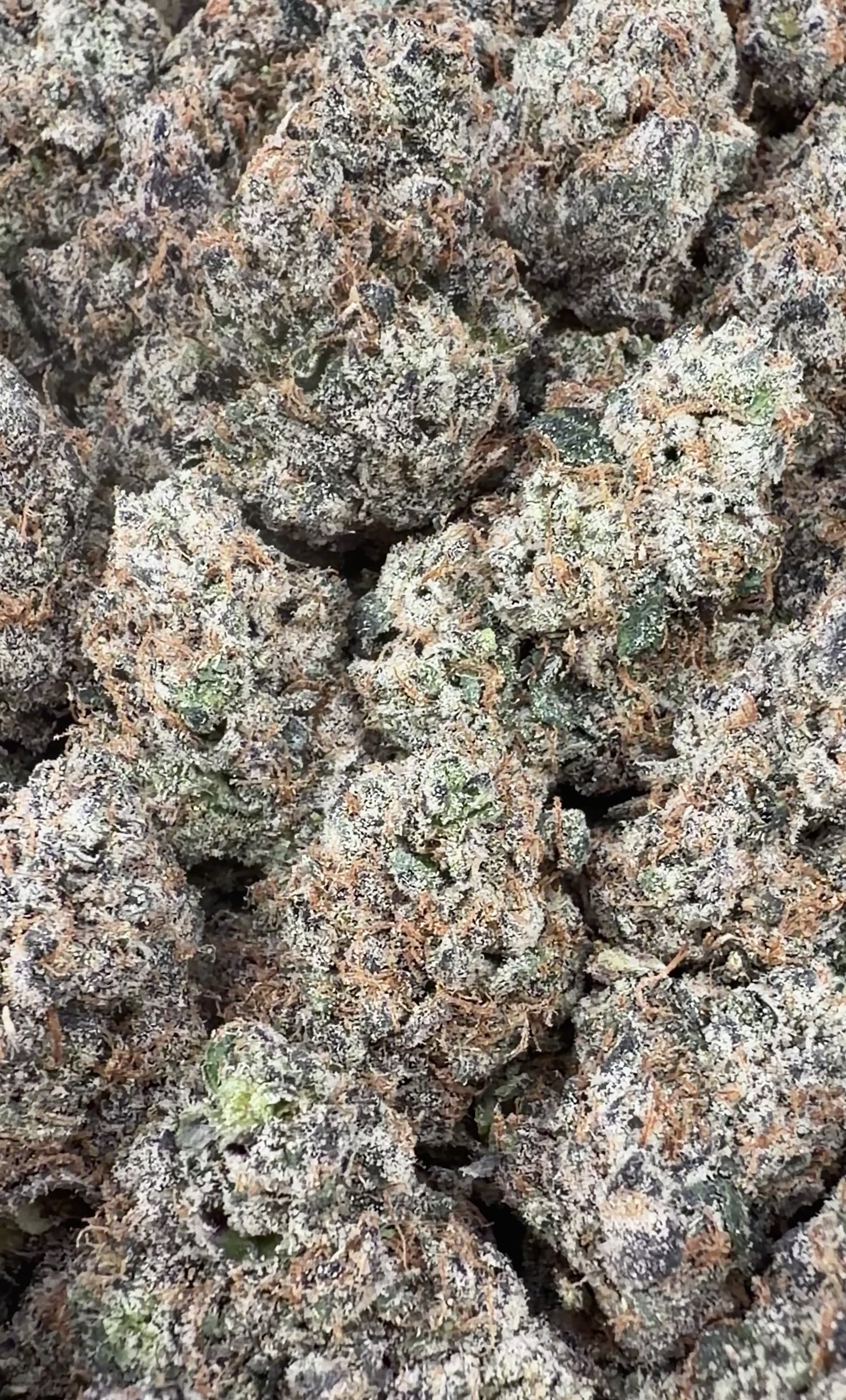 BOGO Bulk: Buy HP get QP 🍃Gelato 45