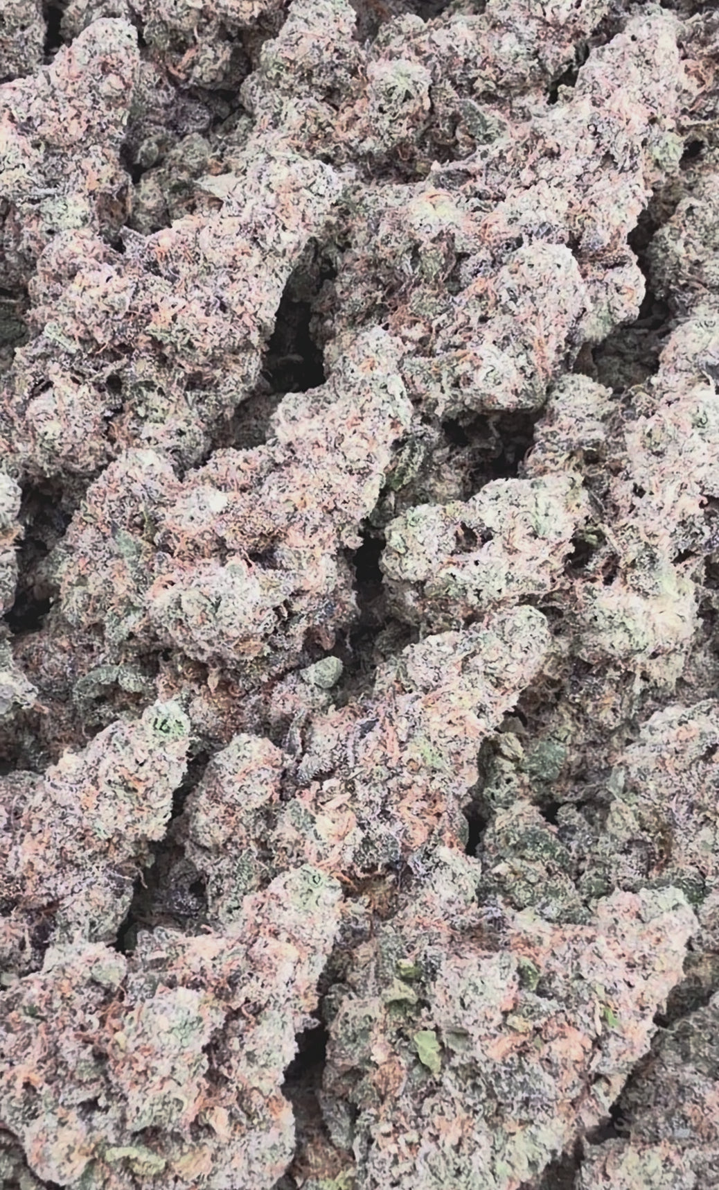 Amaretto Mintz (Wholesale)