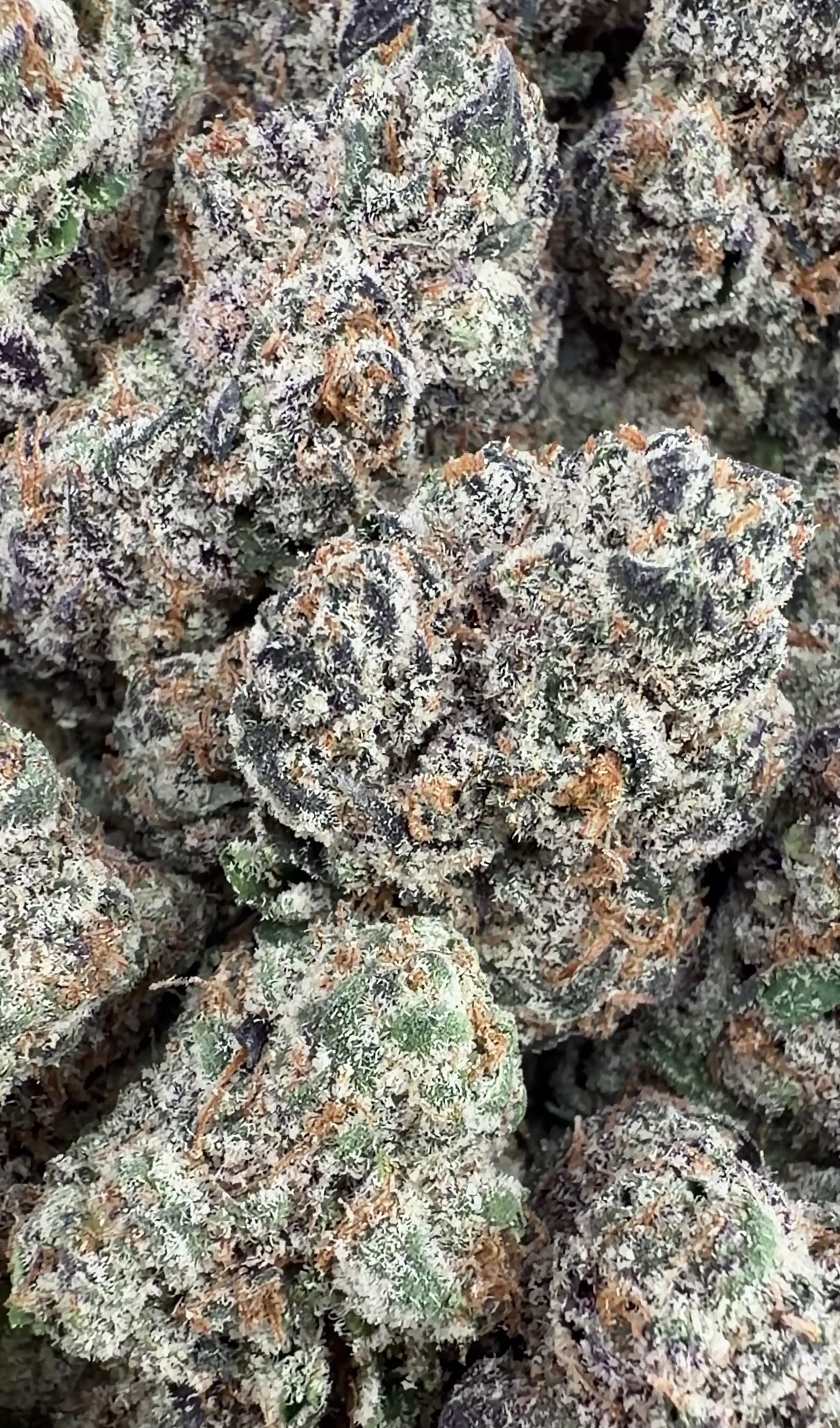 Exotic Zkittlez