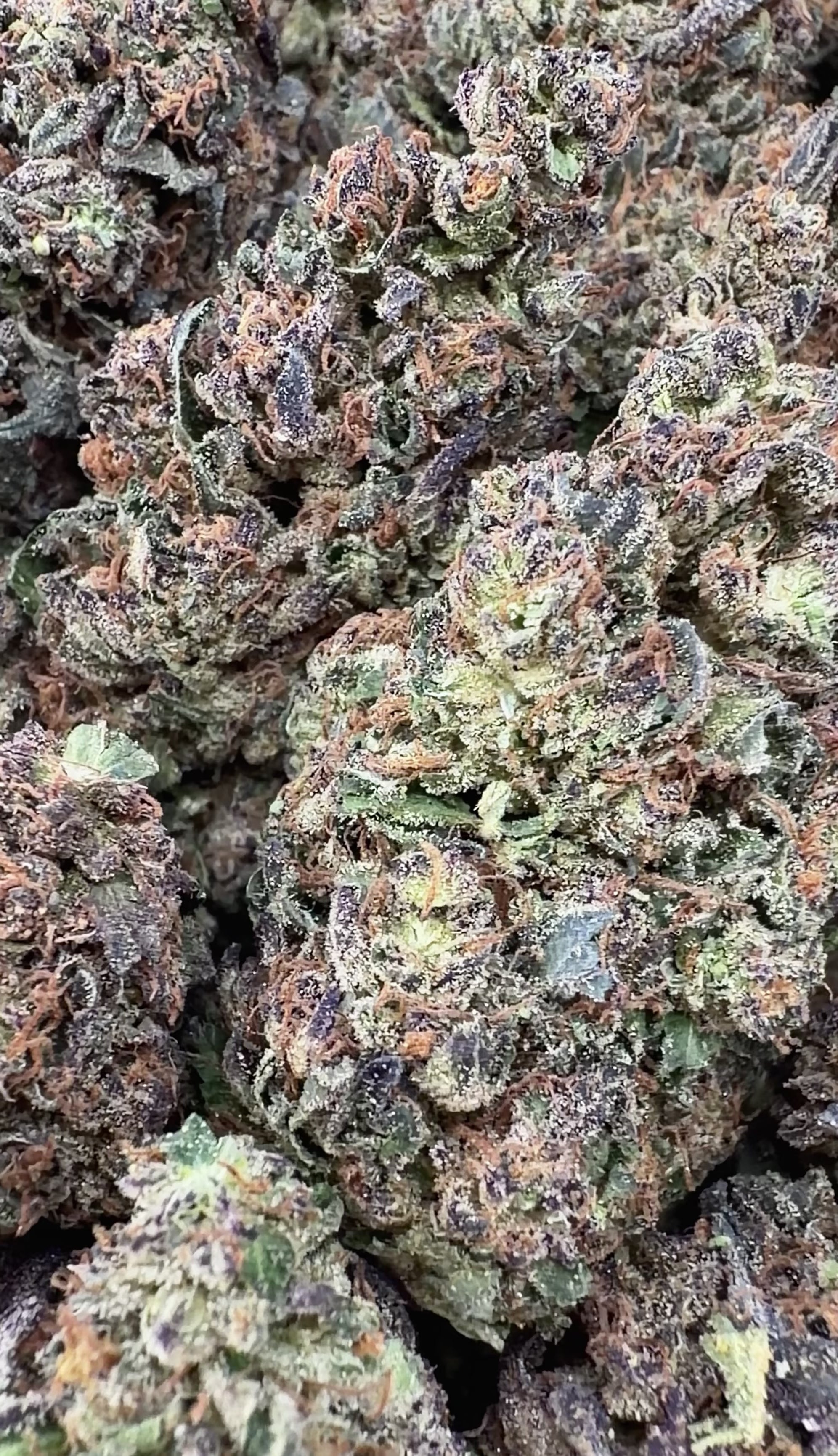 Space Cake (Wholesale)