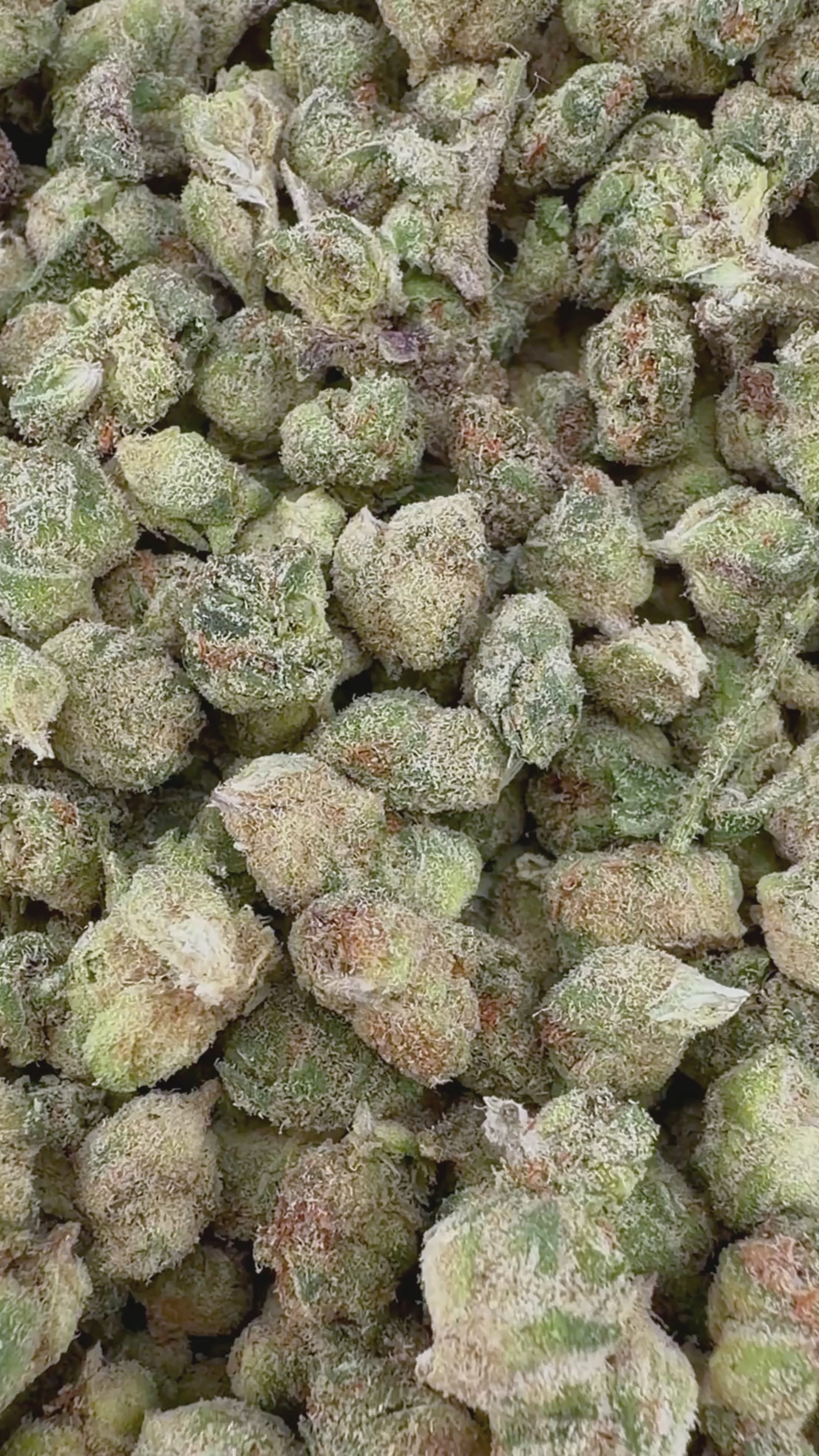 Grandaddy Purple THCa Micro (Half-Price Wholesale Clearance)