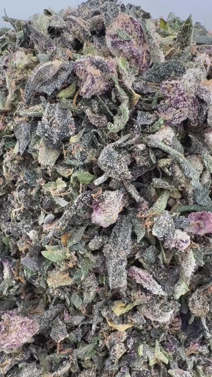 No 3. Jack Herre THCa Shake