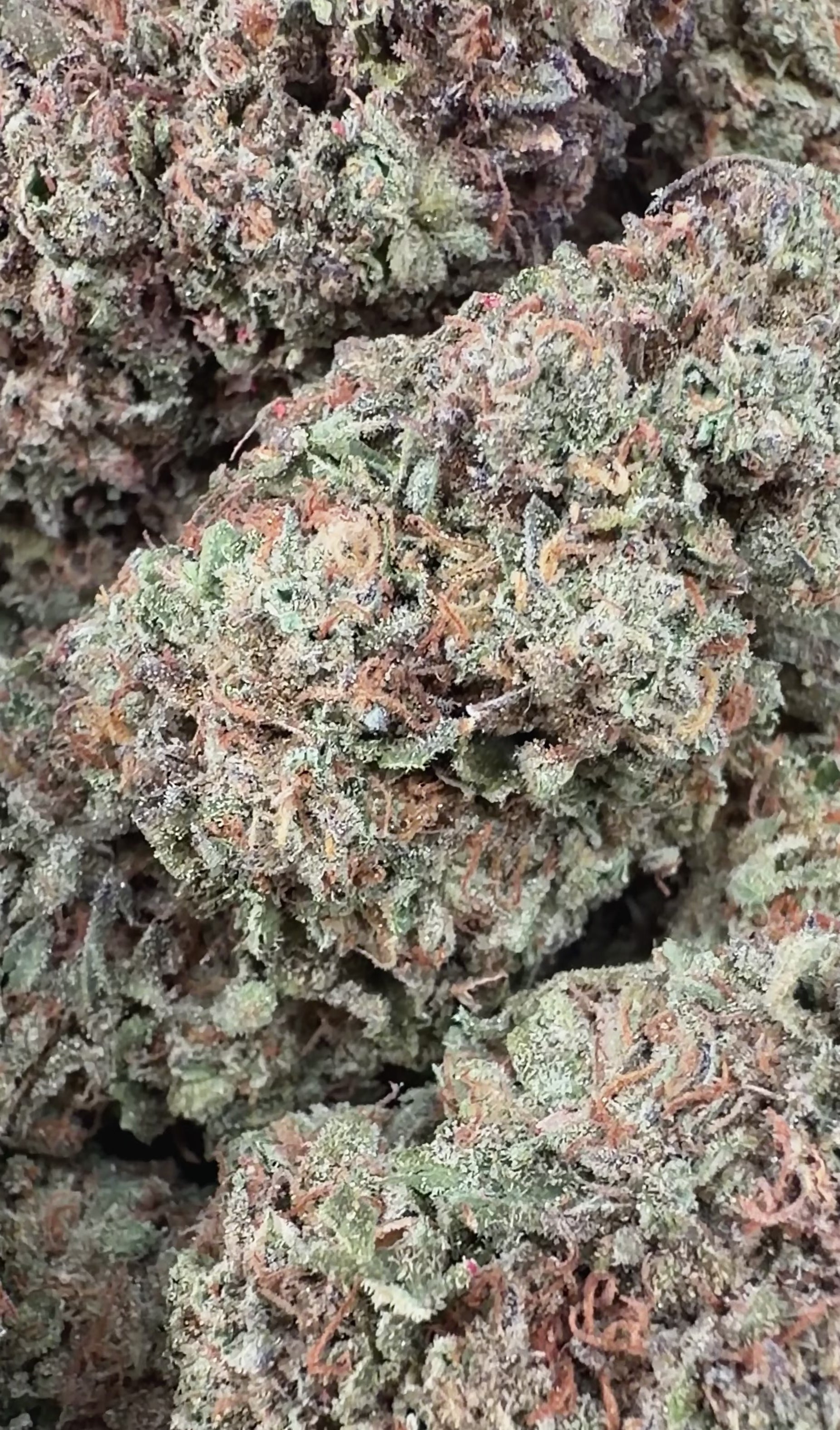 (BOGO) Fruit Loop 14G - Indica Hybrid