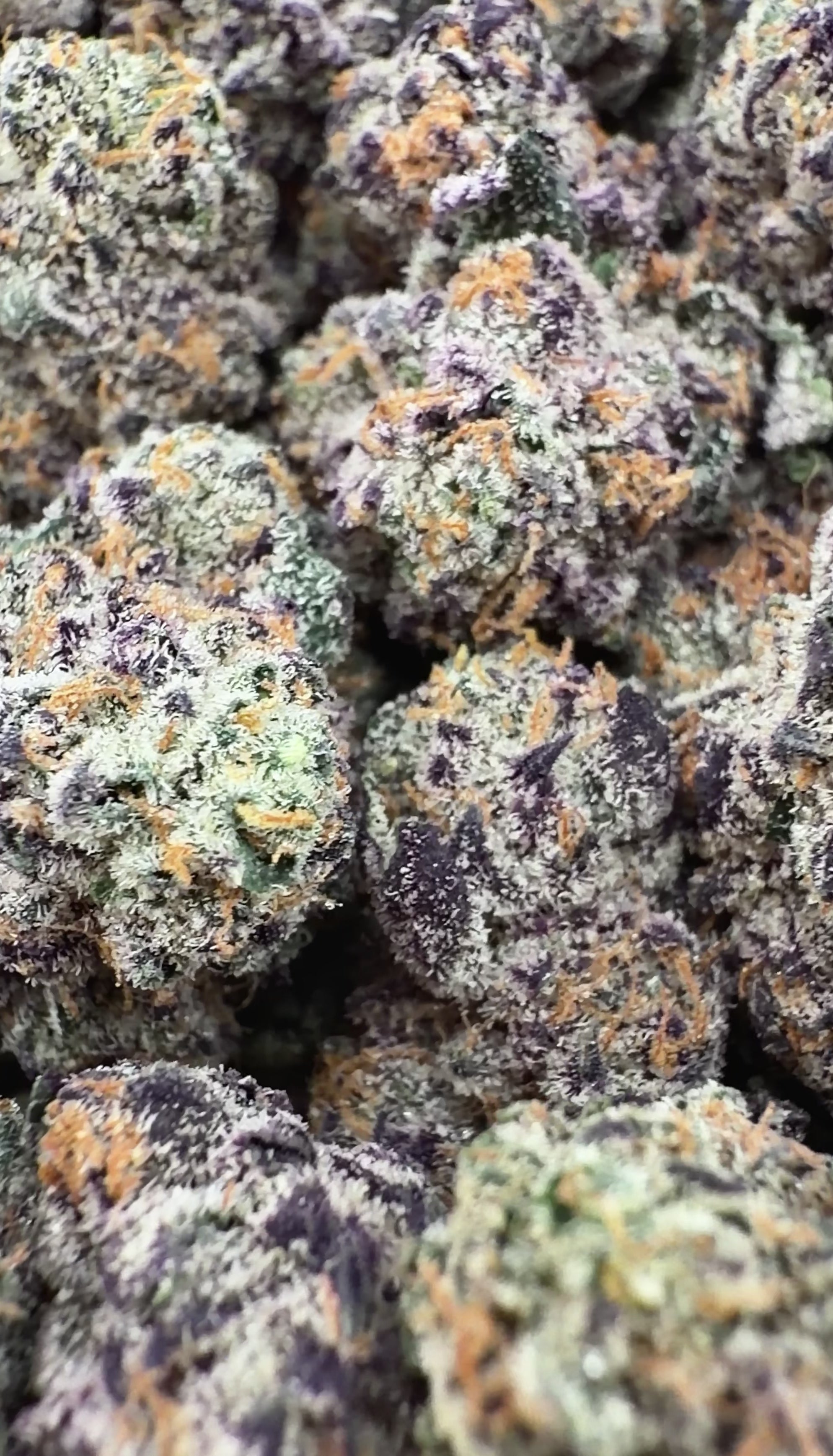 Purple Cream Cake Exotic THCa Smalls