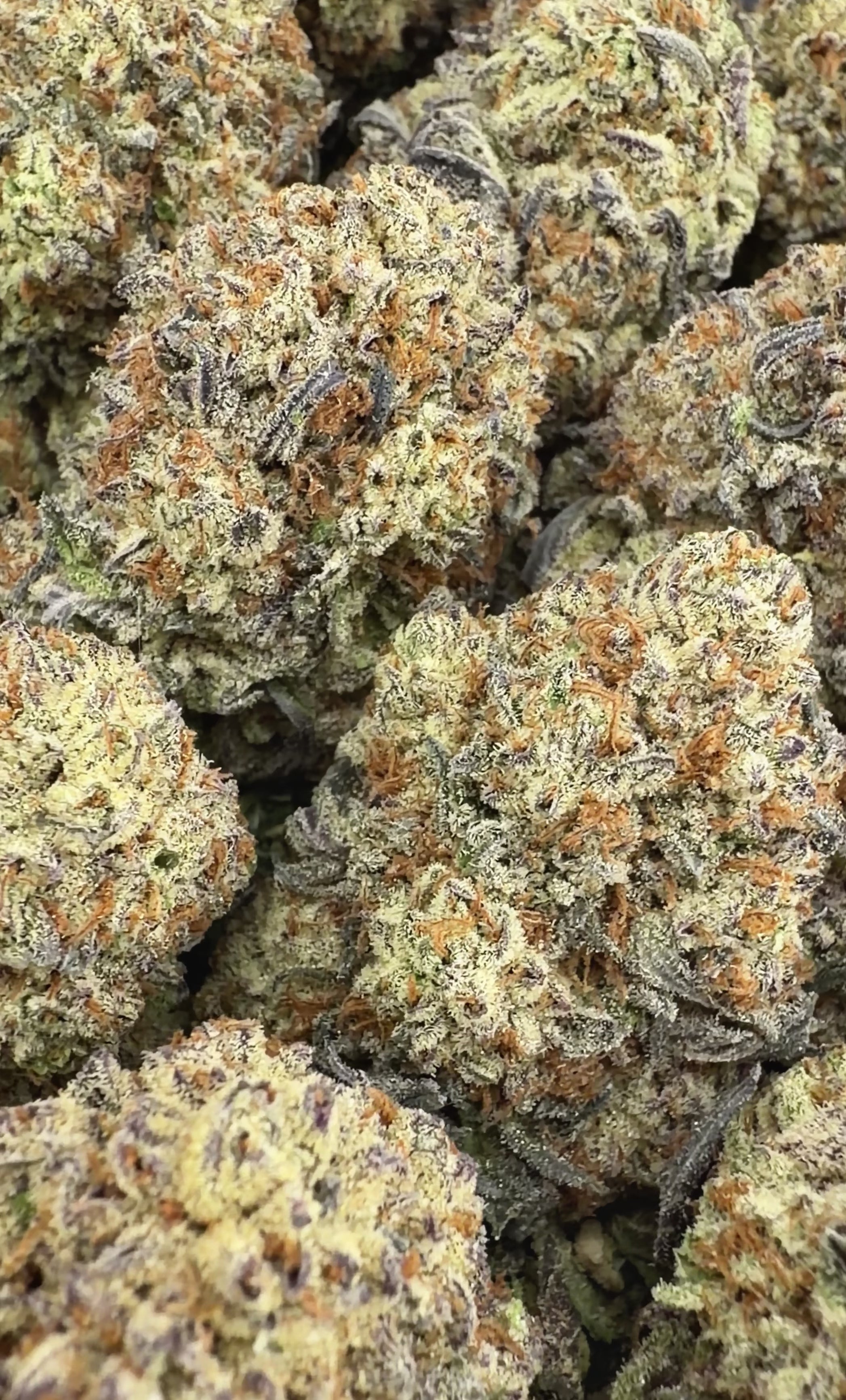 Black Cherry Gelato ( Wholesale )