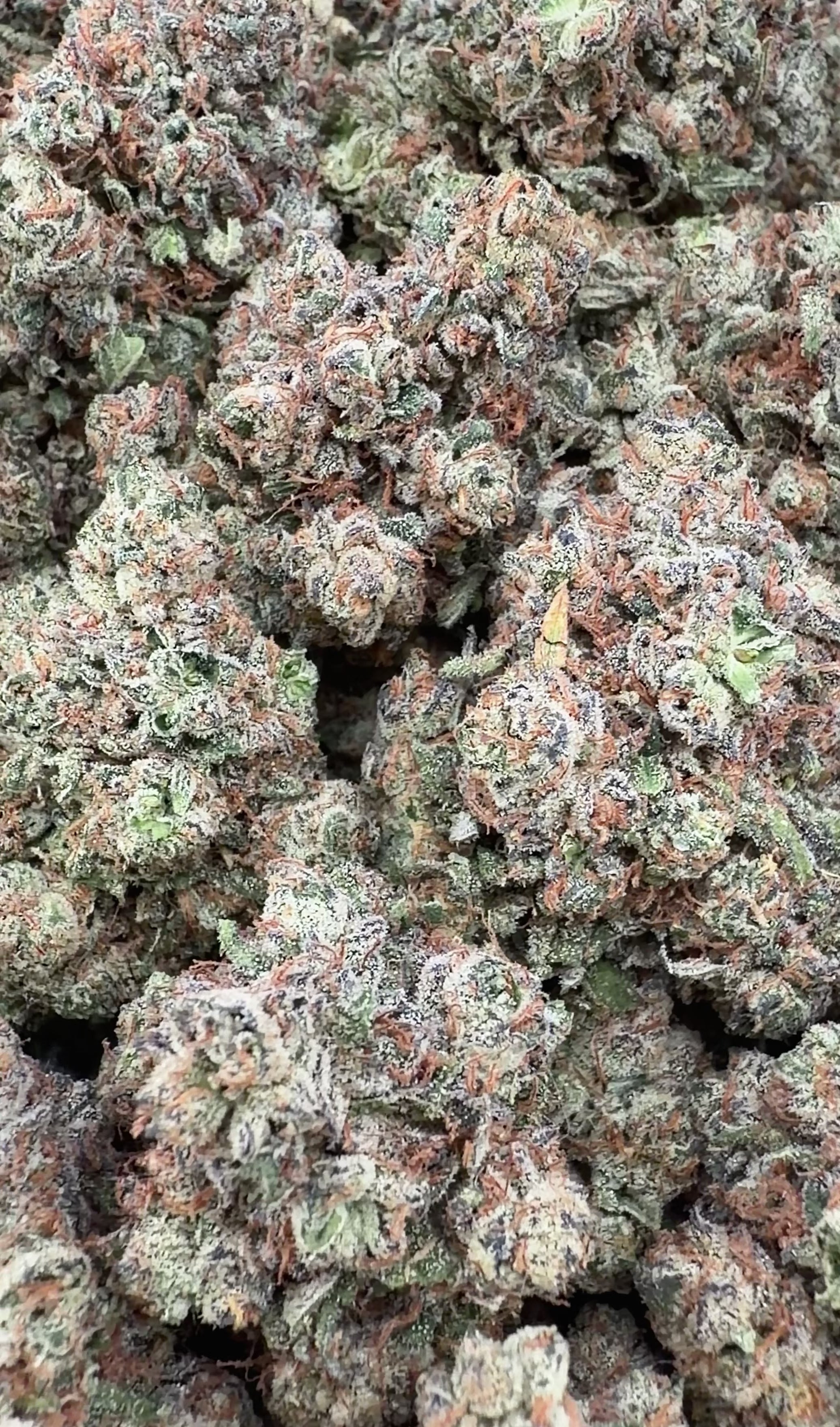 Purple Push Pop  (Wholesale)