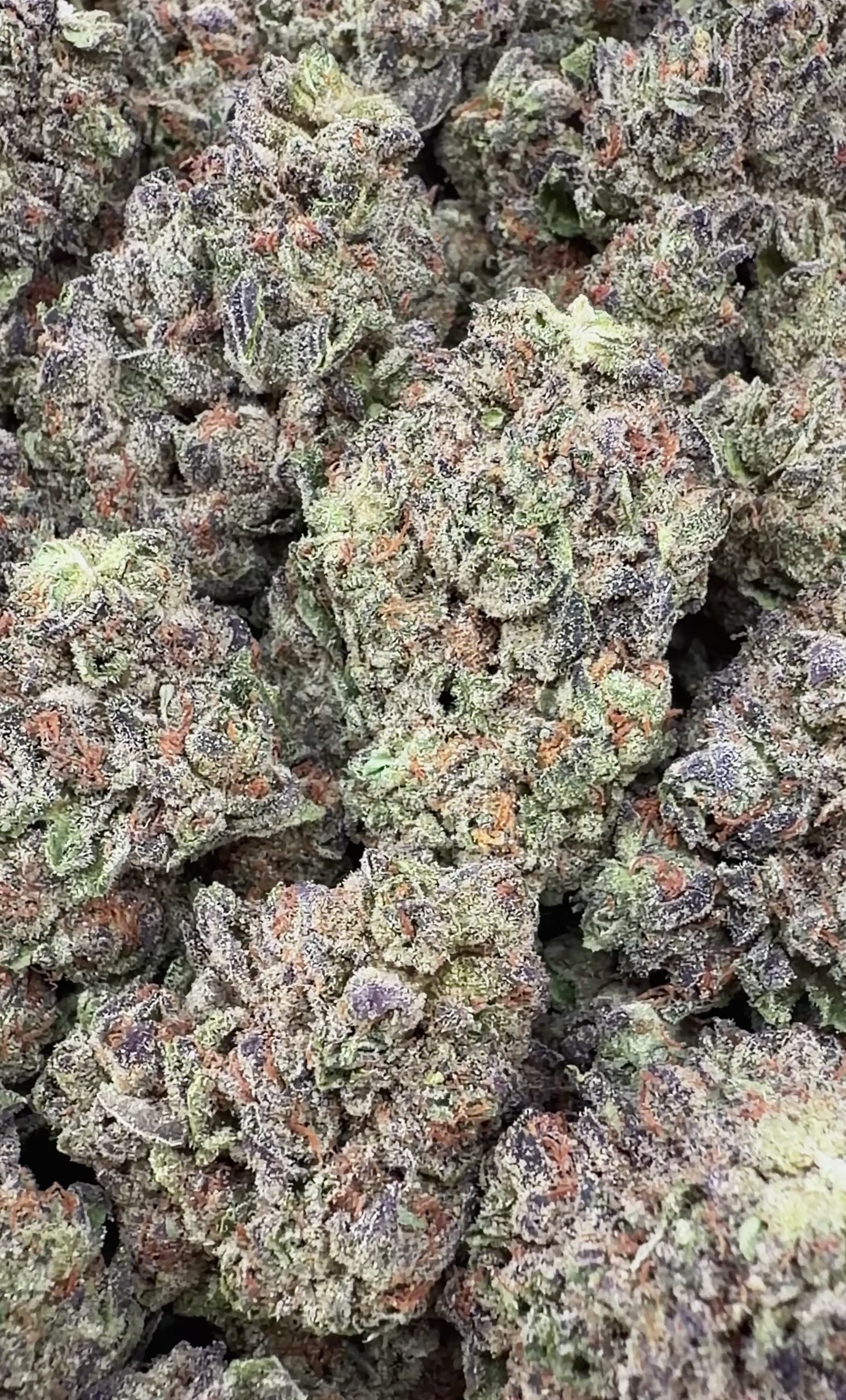 Purple Push Pop (Wholesale)