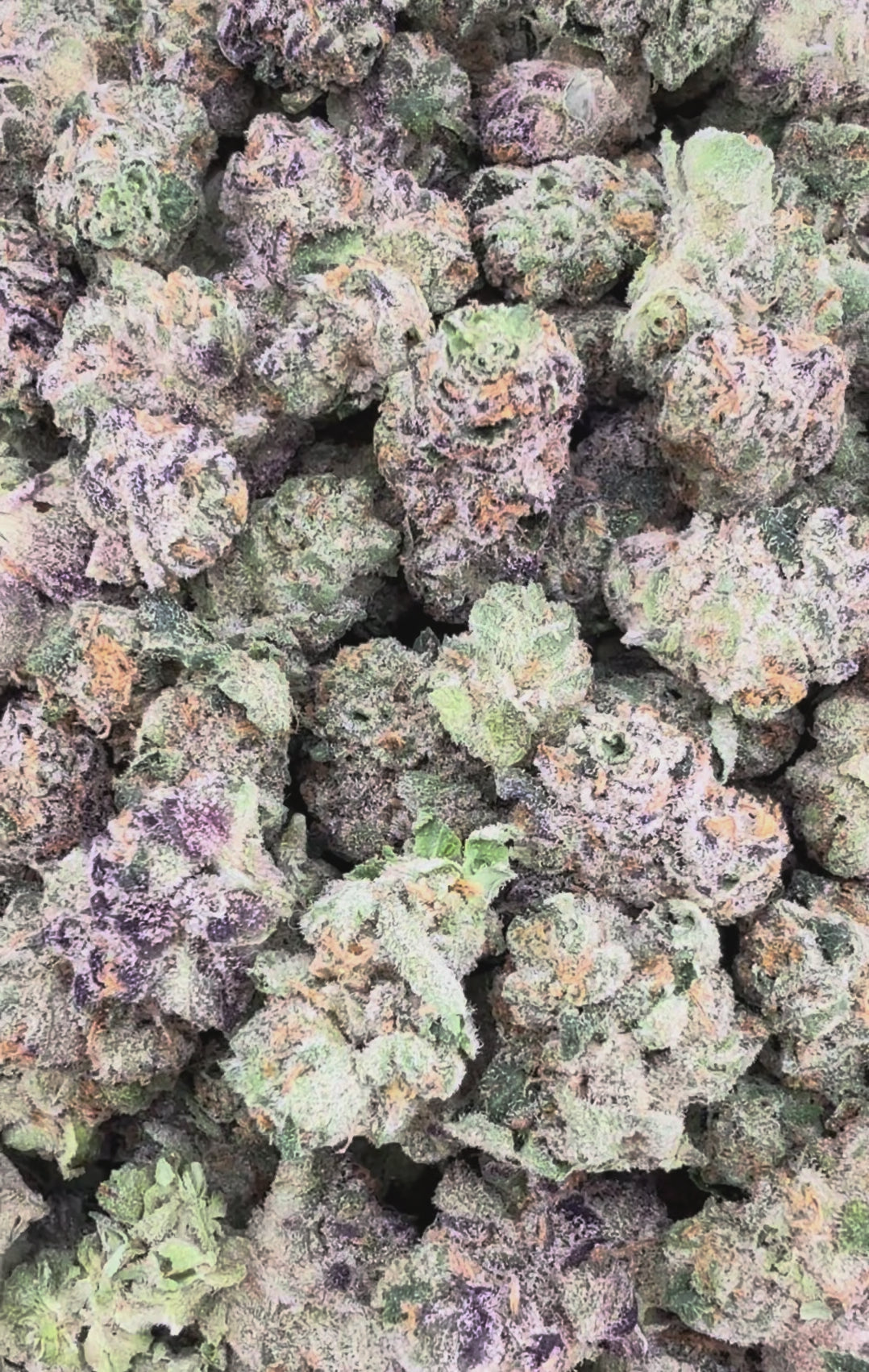 Hectane Gelato THCa Exotic Smalls