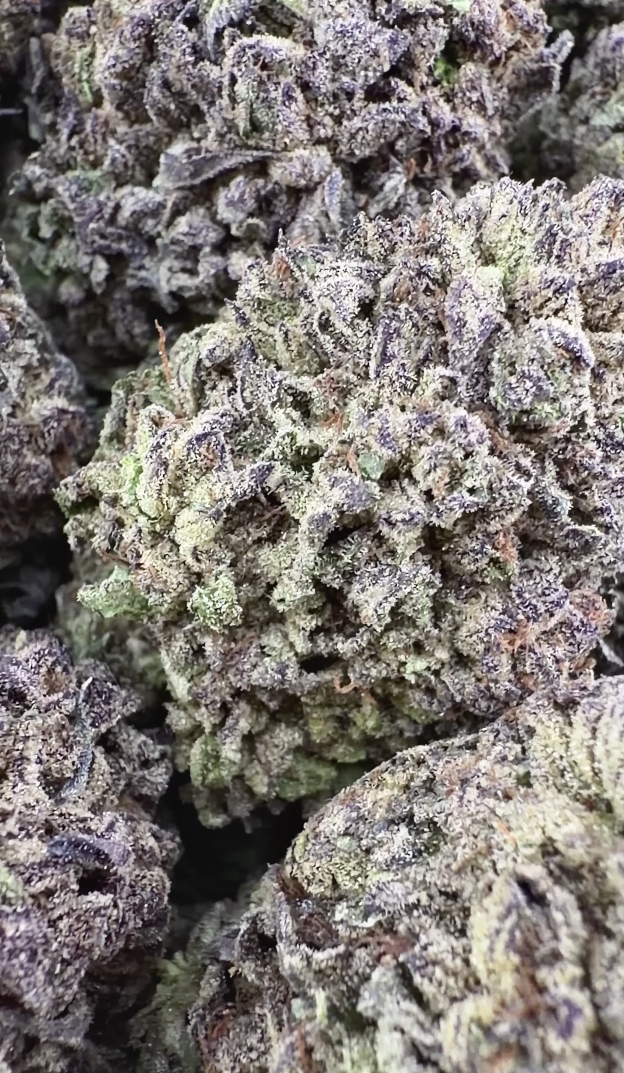 Mochi Gelato ( Wholesale )