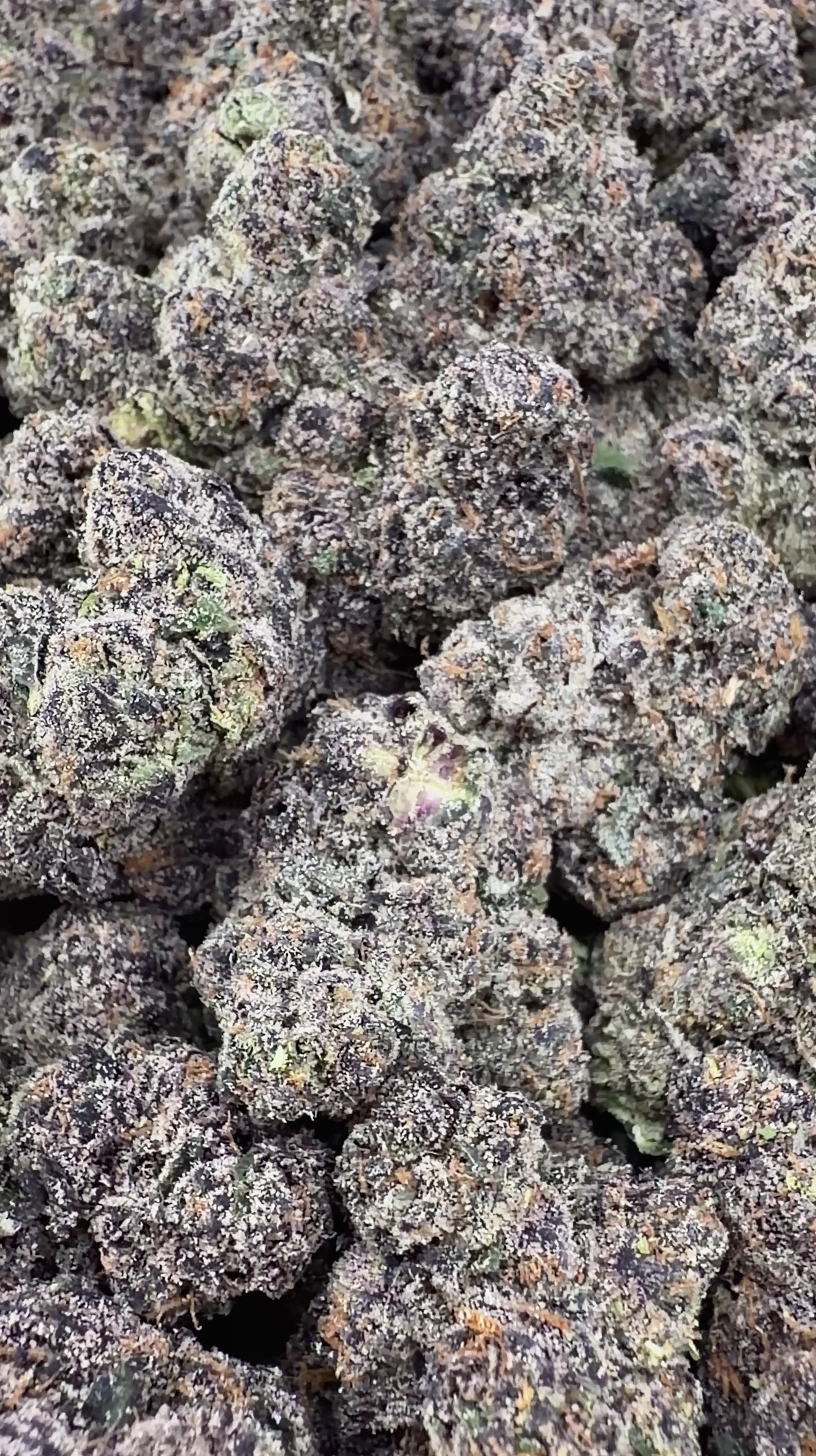 Exotic Mochi Gelato