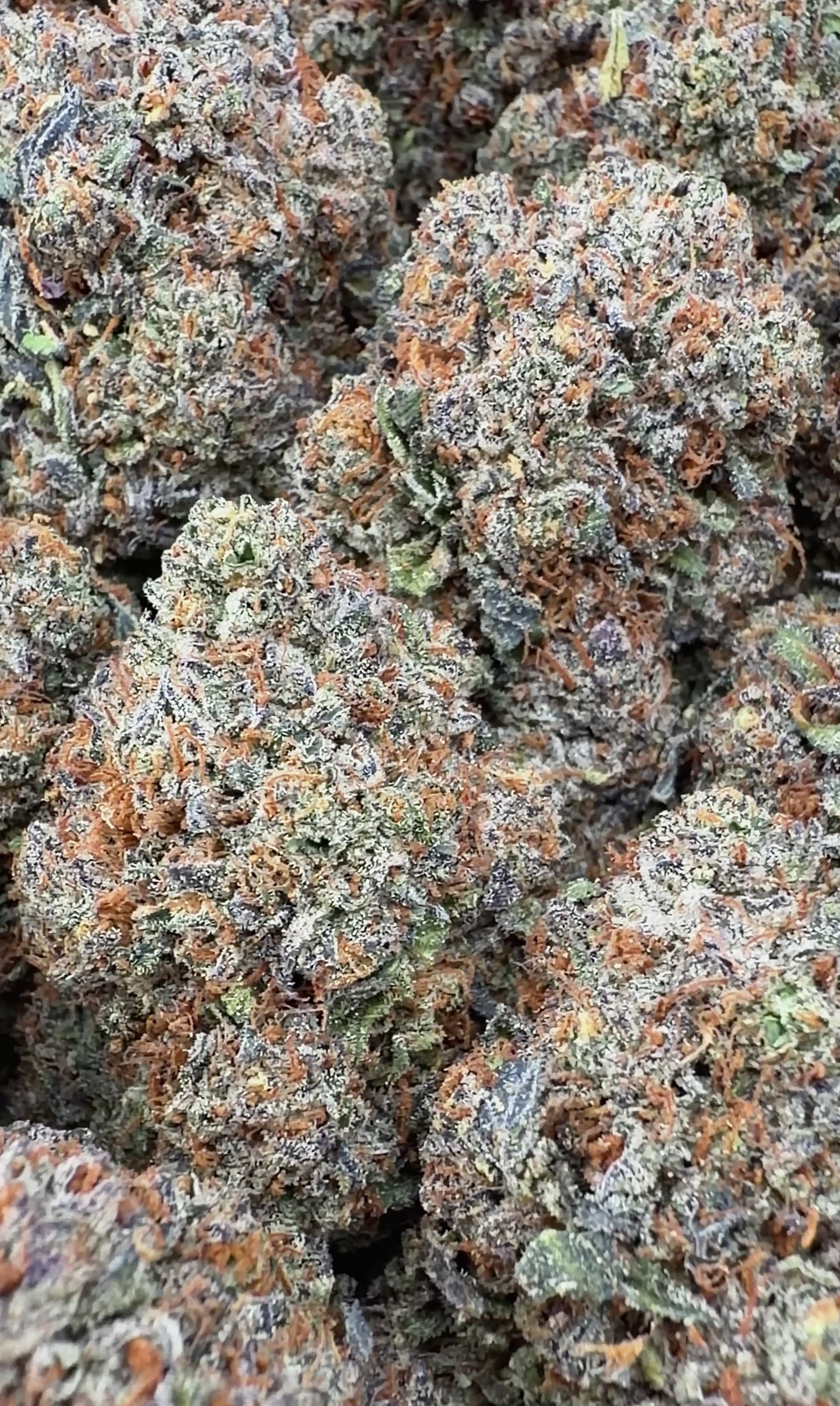 Girl Scout Cookies