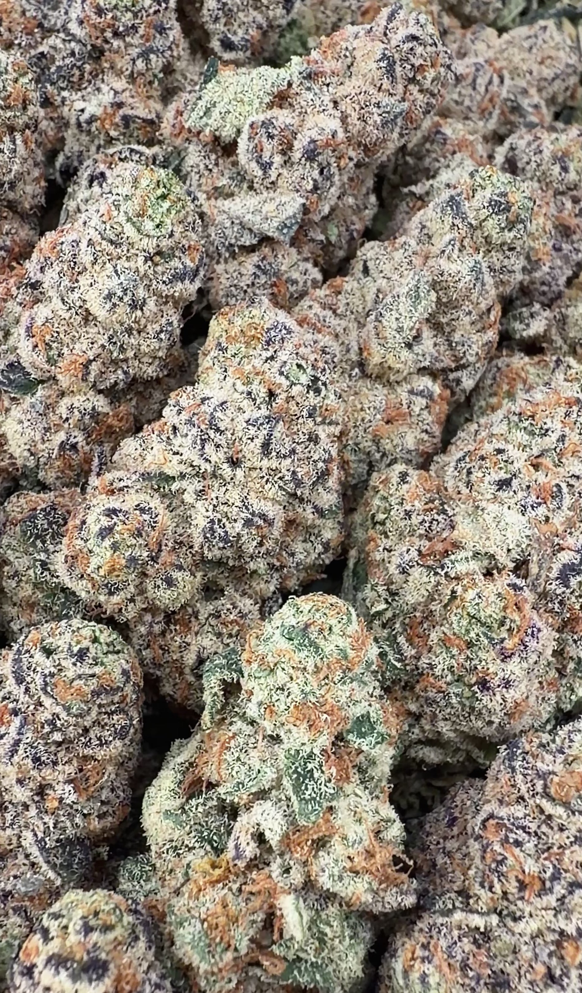 Garllcane (Wholesale)