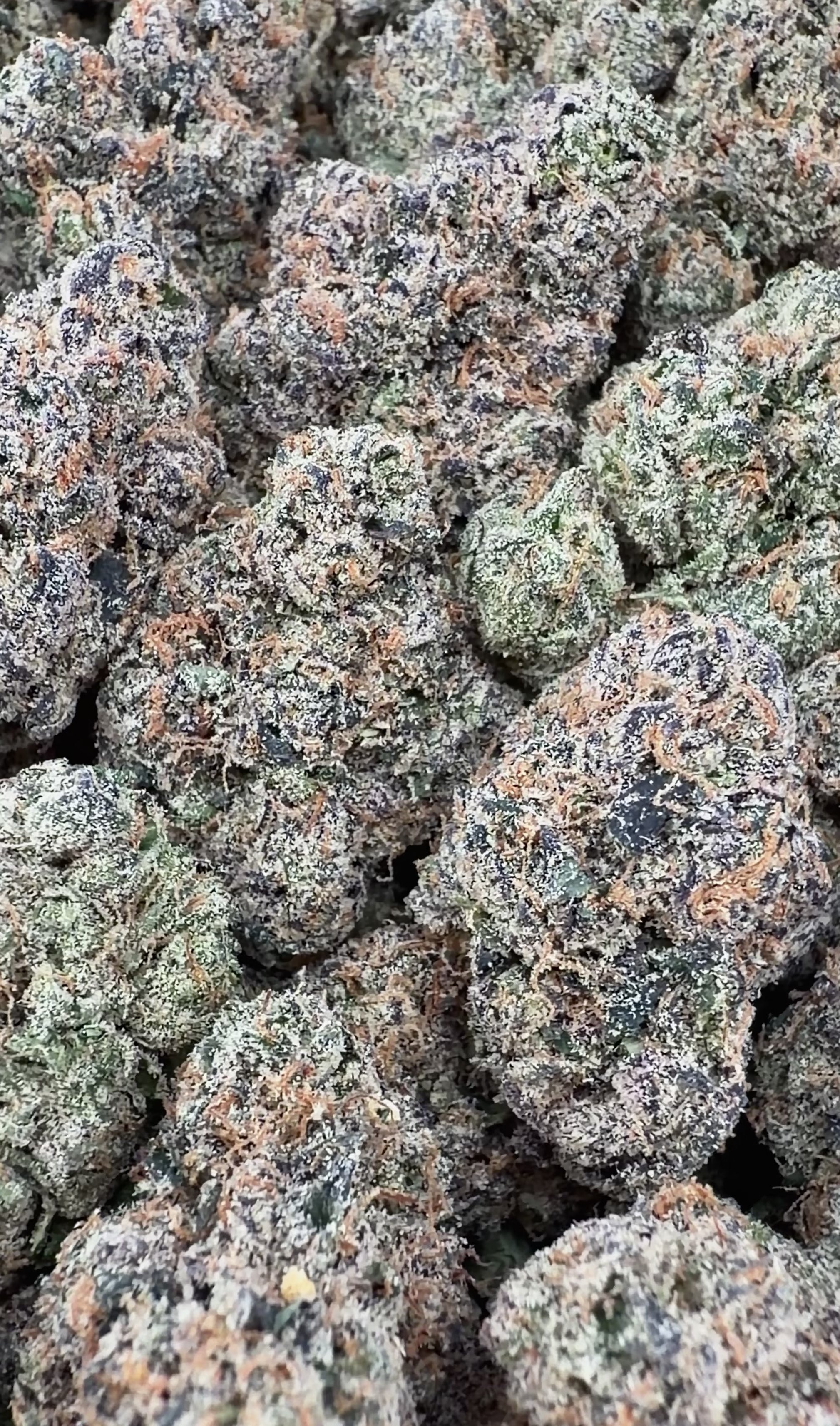 Exotic Pink Runtz (Wholesale)