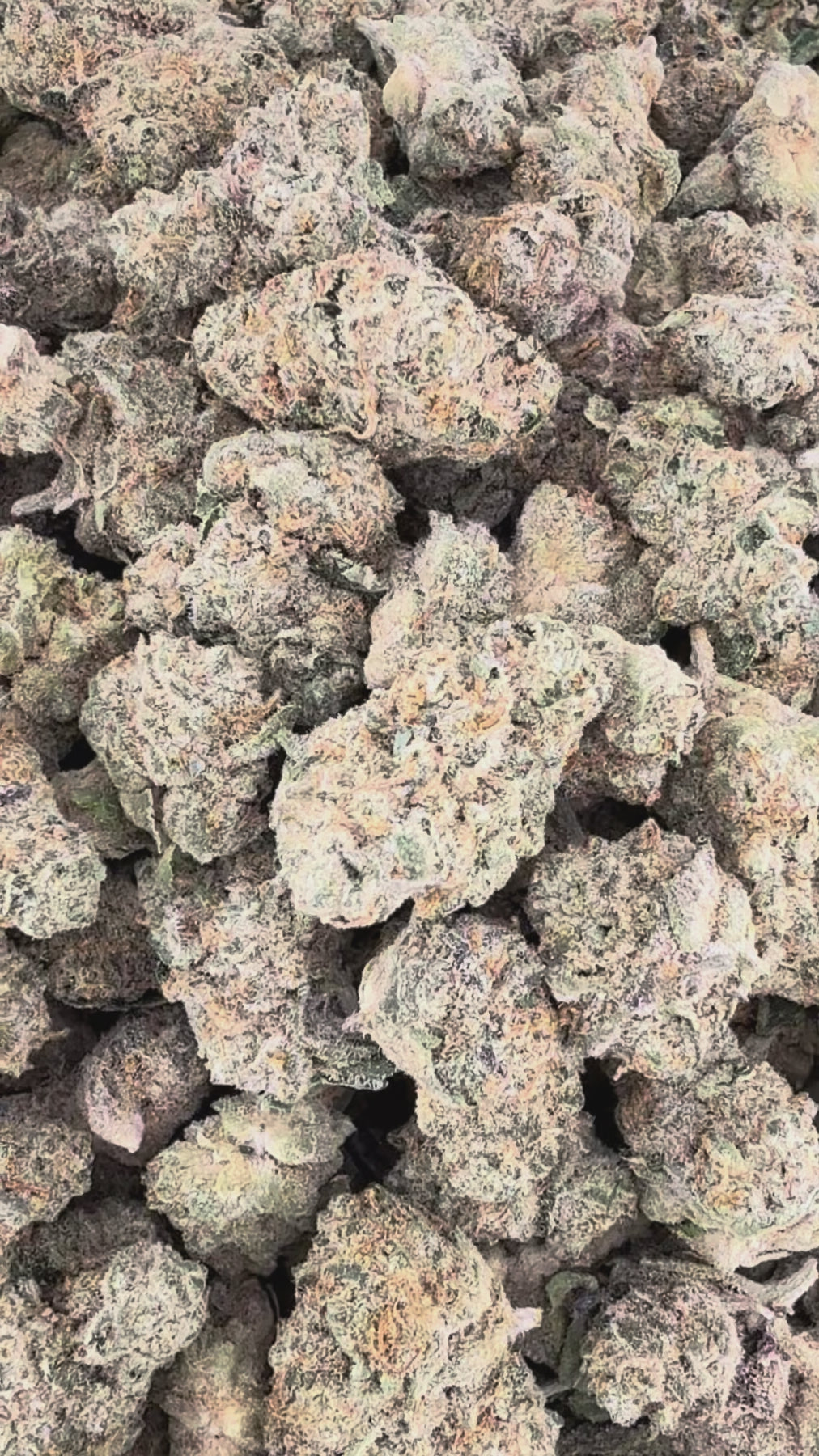 Baclo Gelato THCa Smalls (Wholesale Clearance)