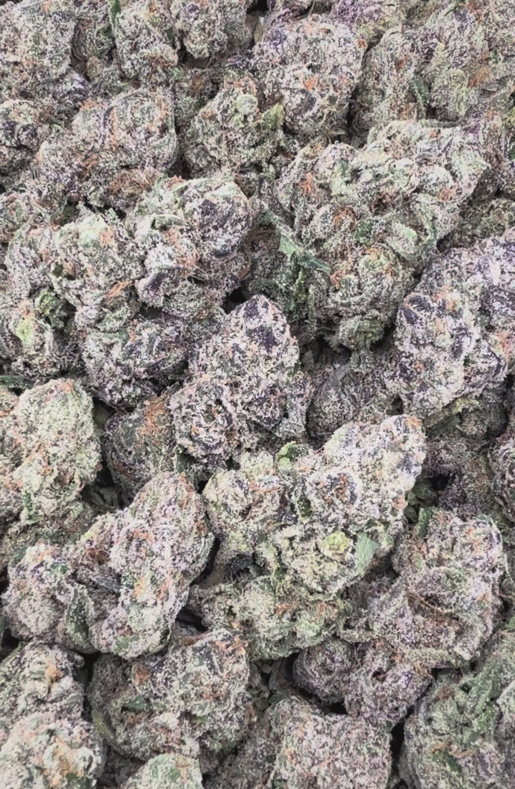 Rainbow Skittles ( Wholesale )