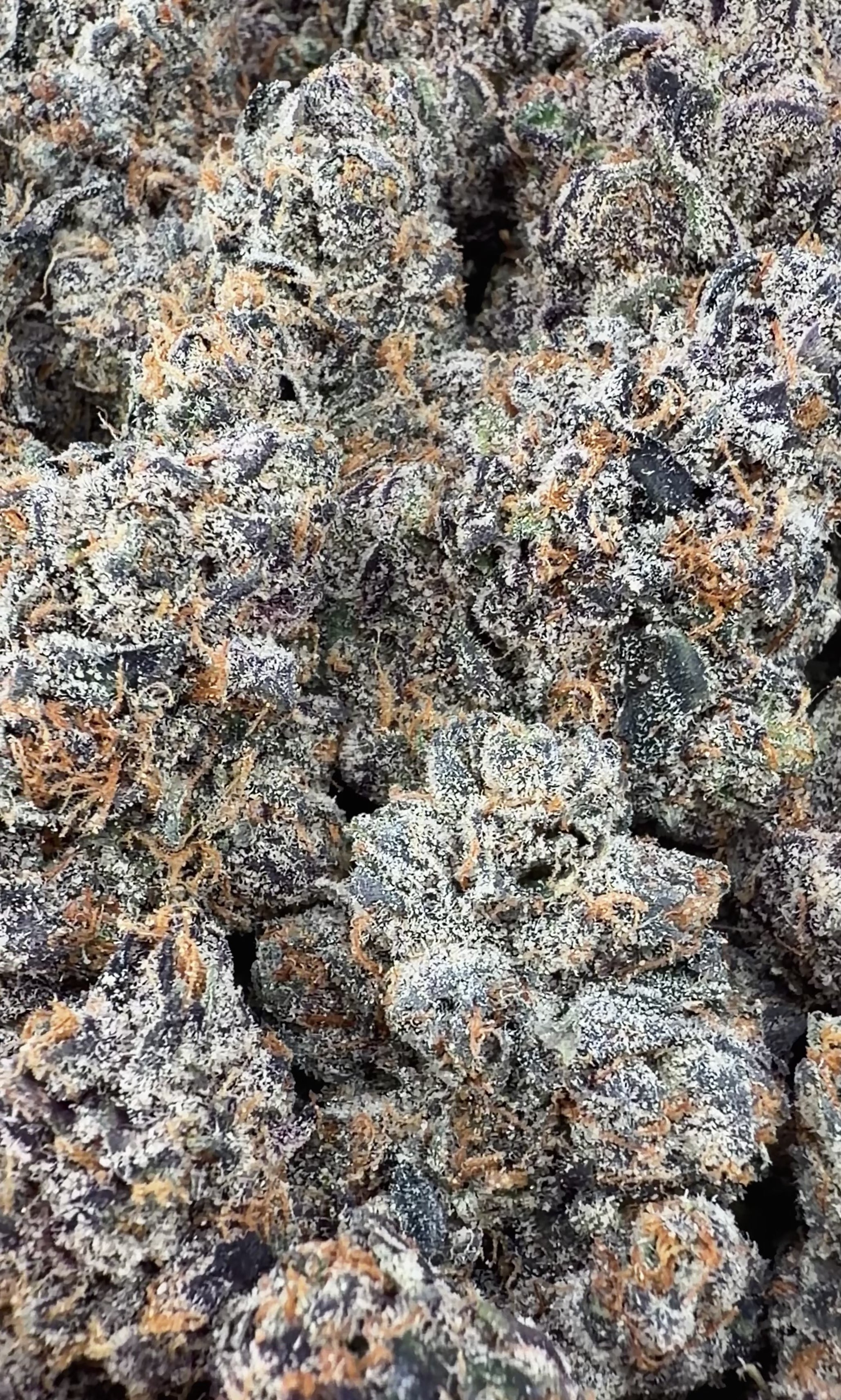 Exotic Gruntz (Wholesale)