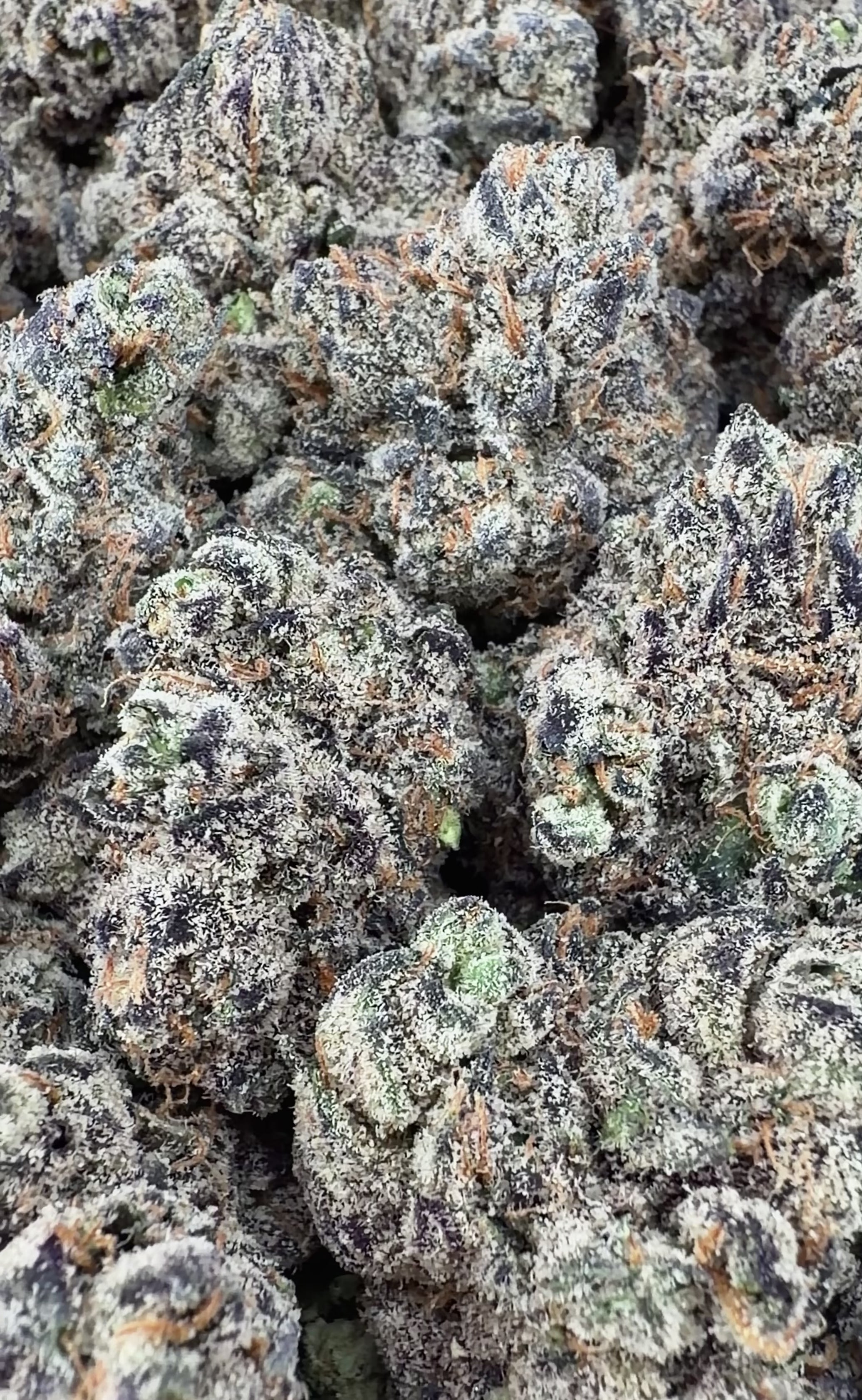 Exotic Black Cherry Gelato