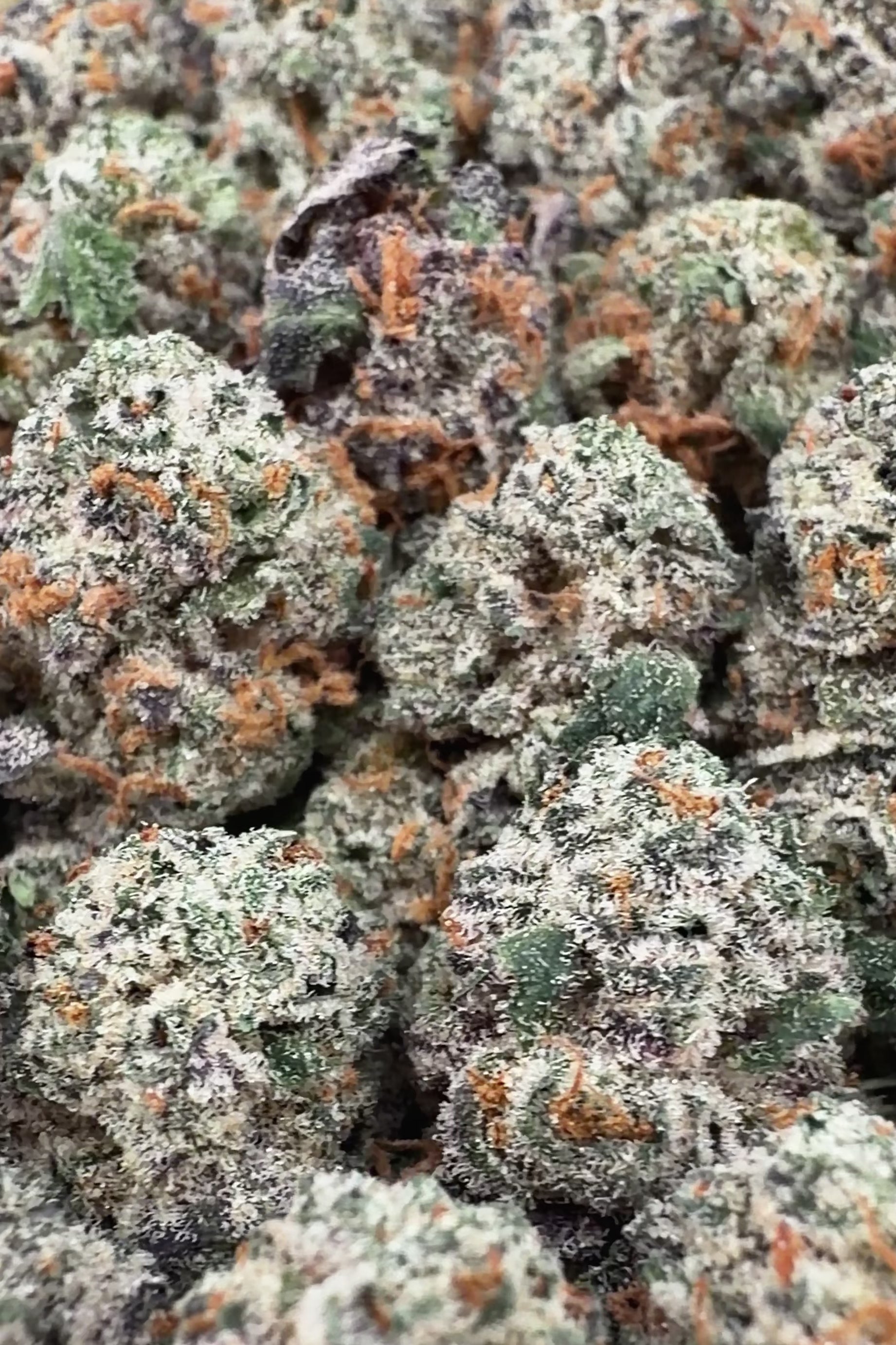 (BOGO 14G) Exotic Gelatti THCa Smalls