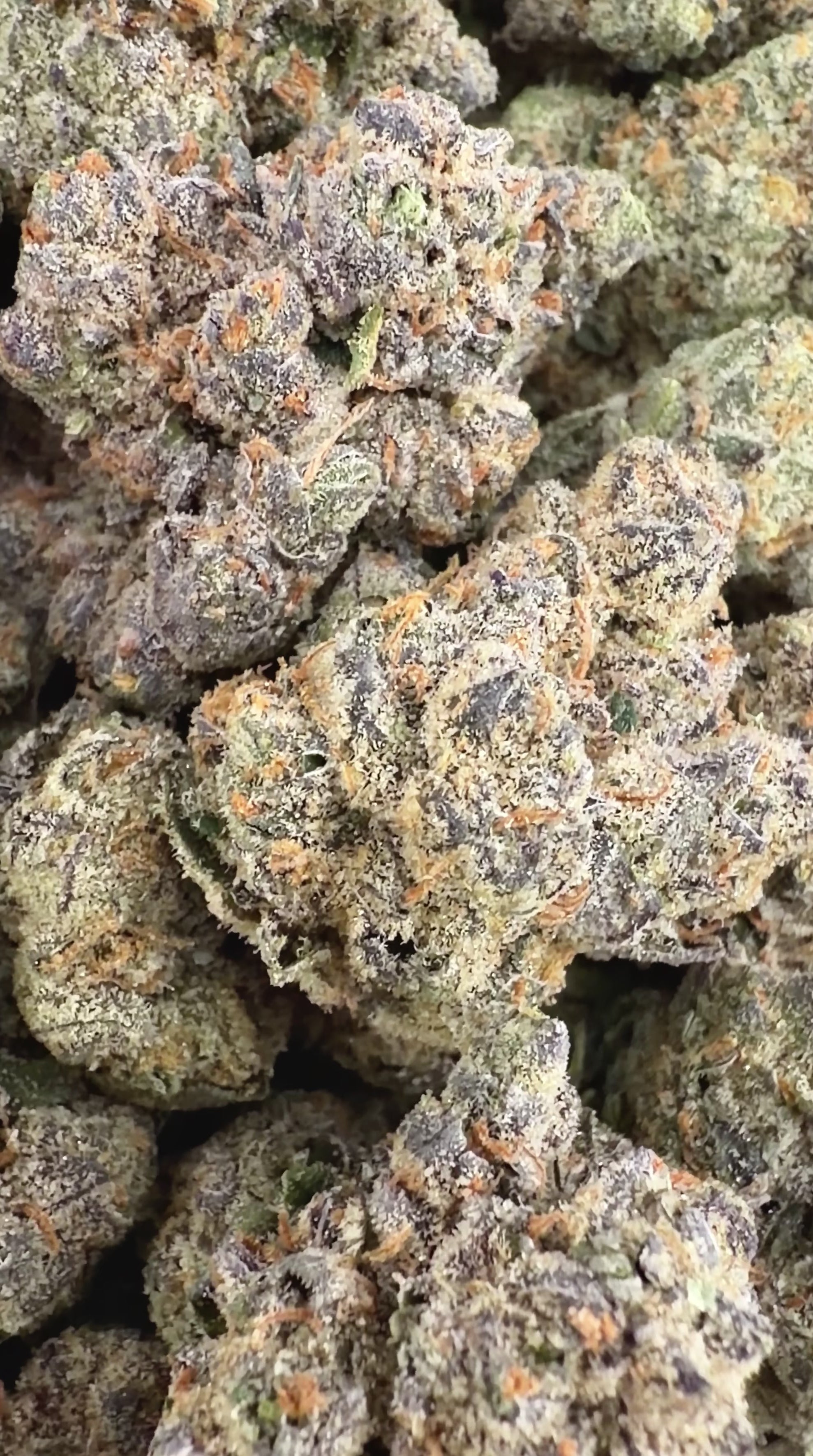 White Runtz (Wholesale)