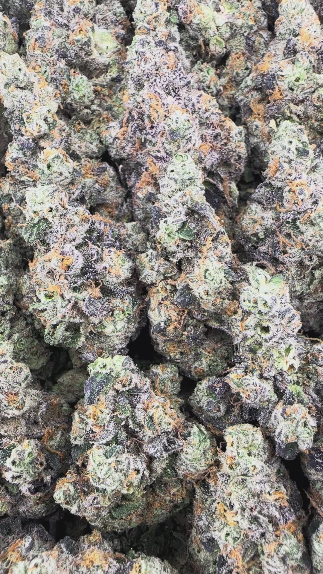 White Rhino