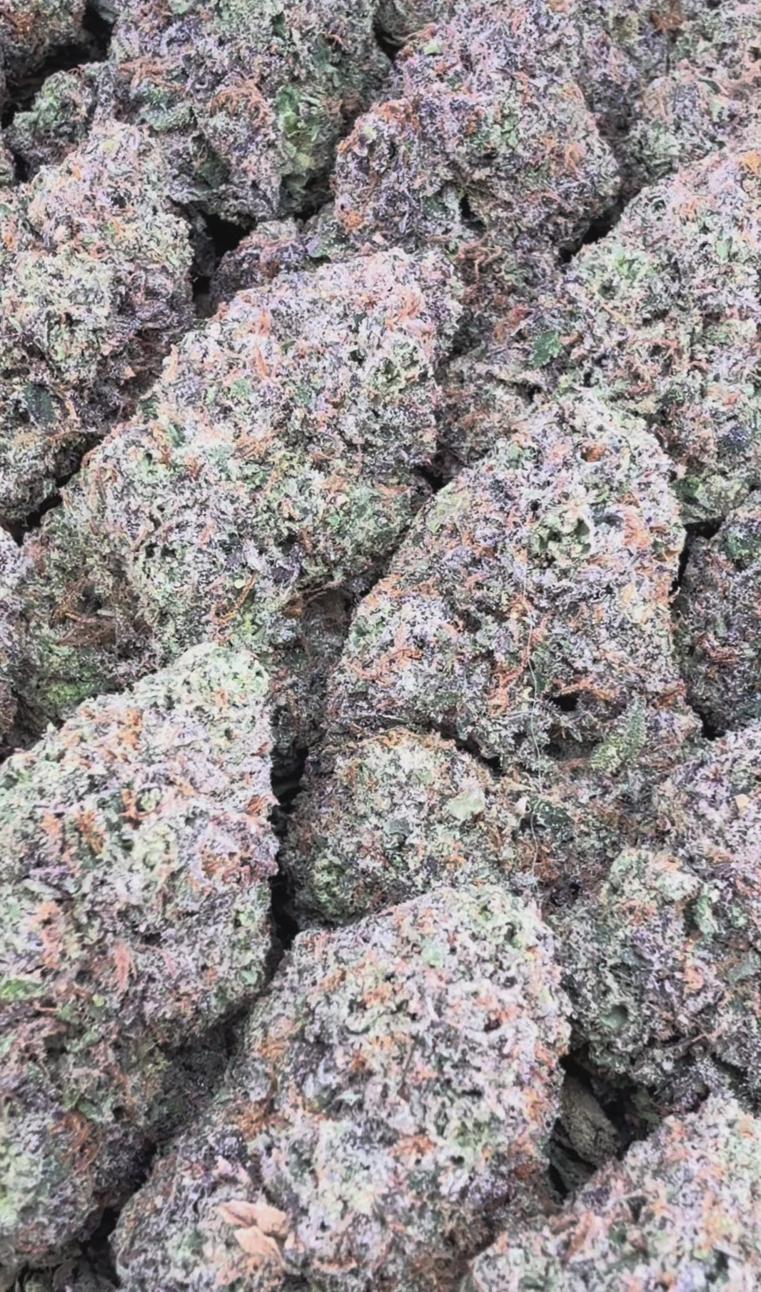 Jolly Rancher