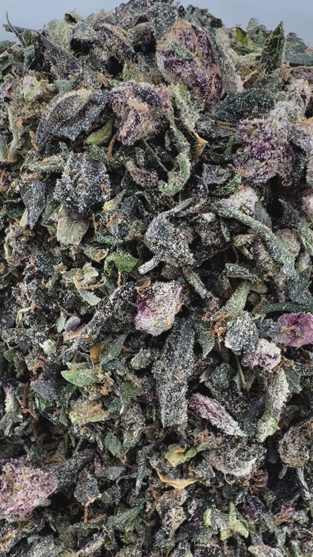 No 3. Jack Herer THCa Shake (Wholesale)