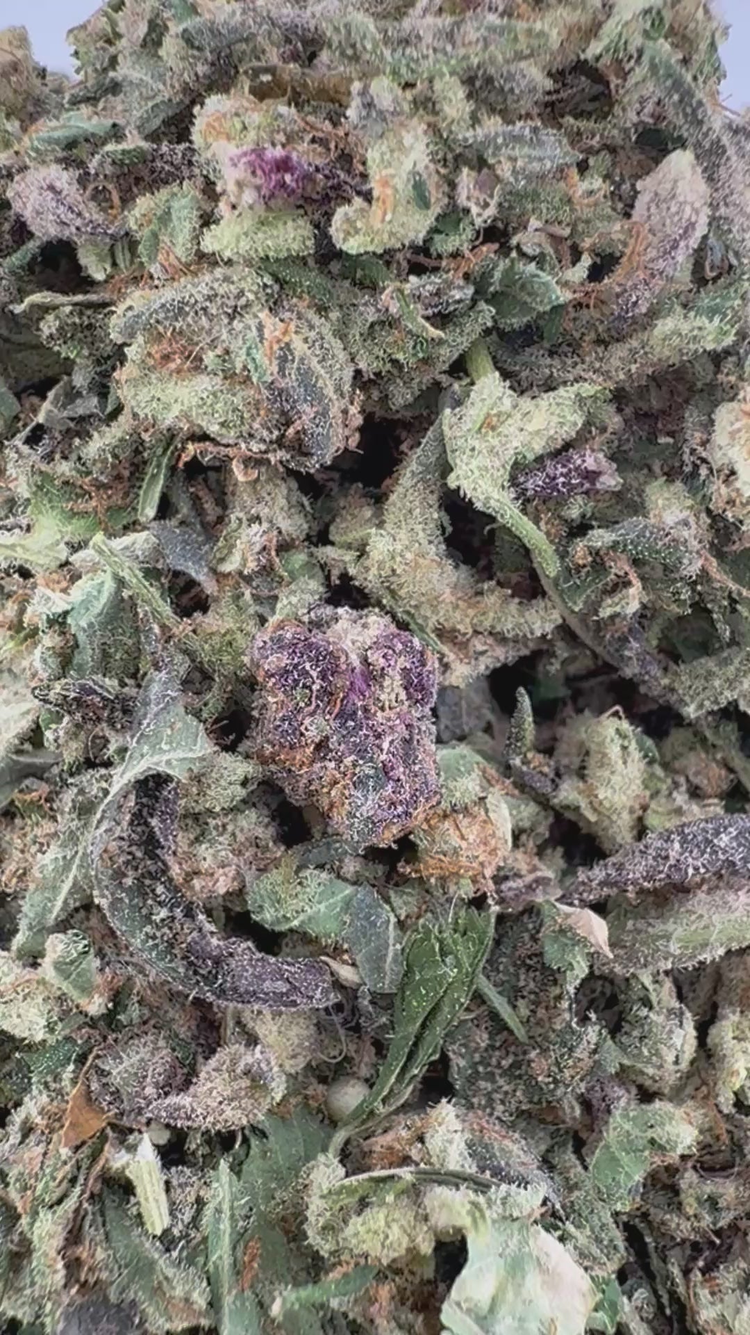 No 4. Garlicane THCa Shake