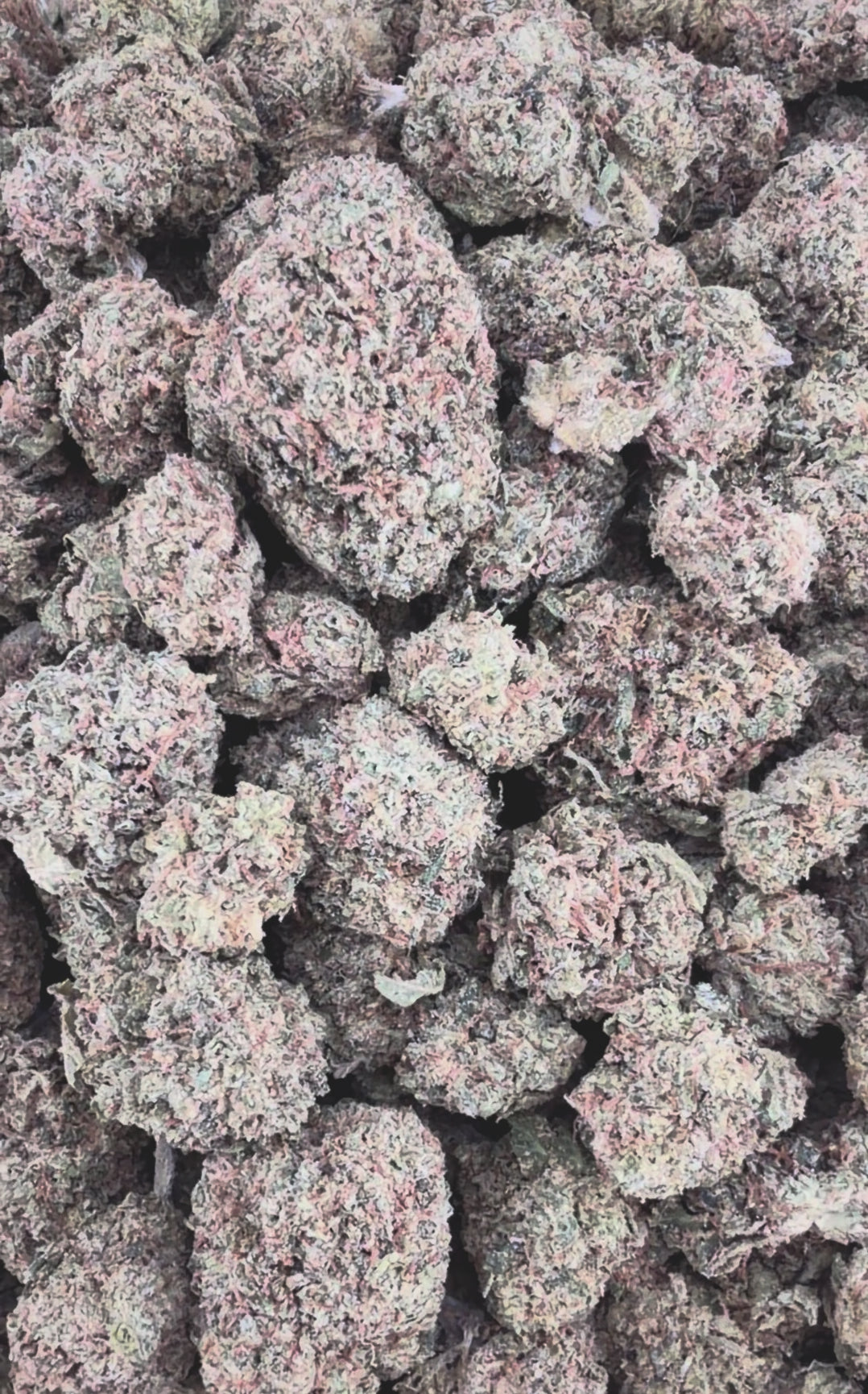 Forbidden Fruit THCa Smalls (Wholesale Clearance)